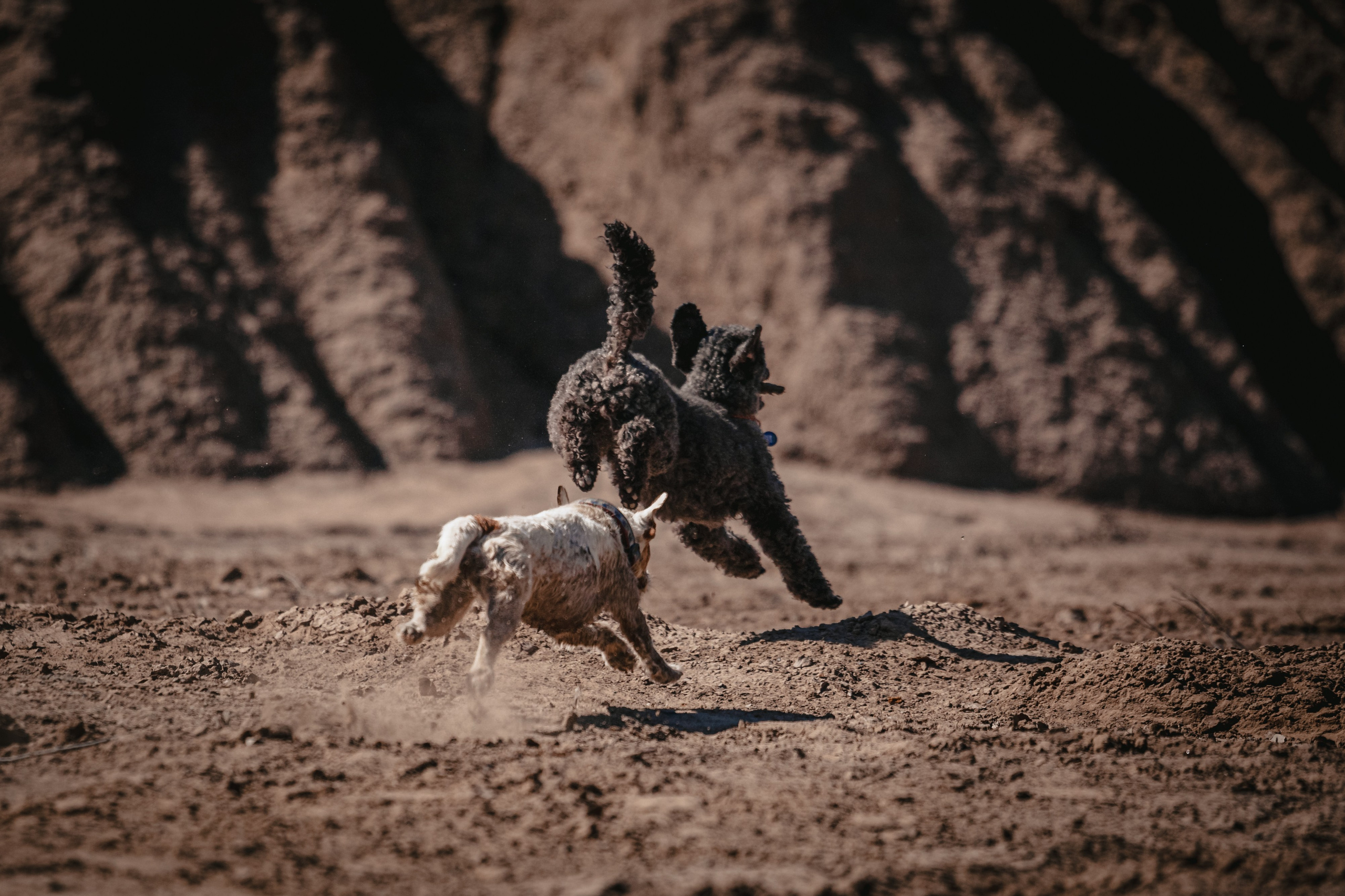 Кондуки. Фотограф-анималист Татьяна Степанова