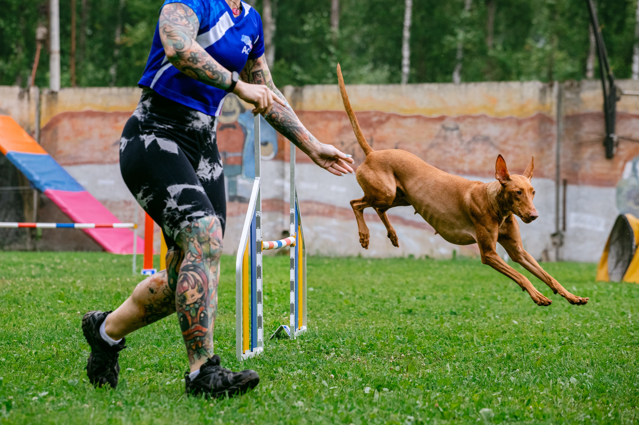 Соревнования по аджилити Долгопрудный 30.06.2025. Фотограф-анималист Татьяна Степанова