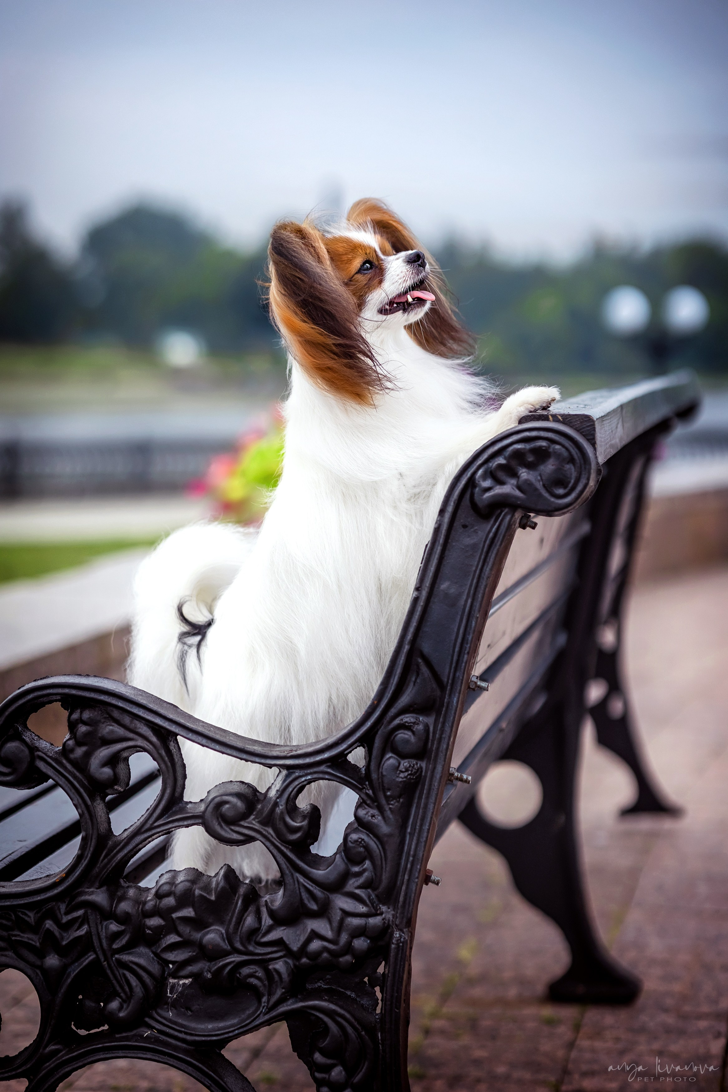 Елена и папийоны. Фотограф анималист Аня Ливанова | Рыбинск