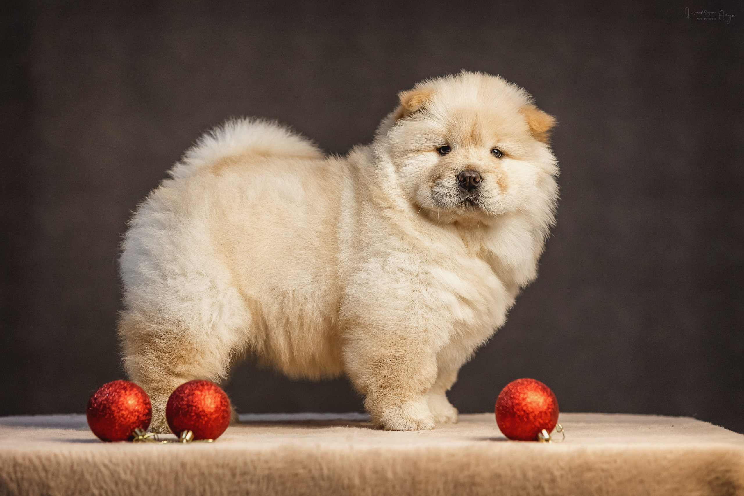 Чаушки. Фотограф анималист Аня Ливанова | Рыбинск