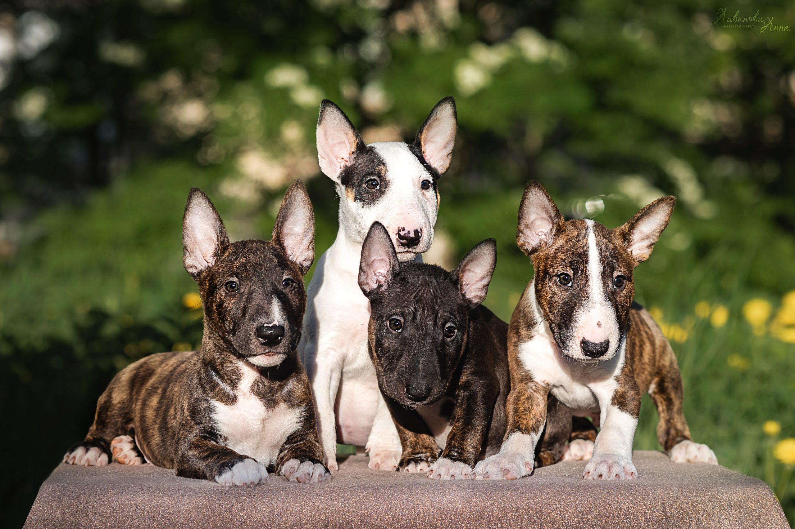 Минибультерьерчики. Фотограф анималист Аня Ливанова | Рыбинск