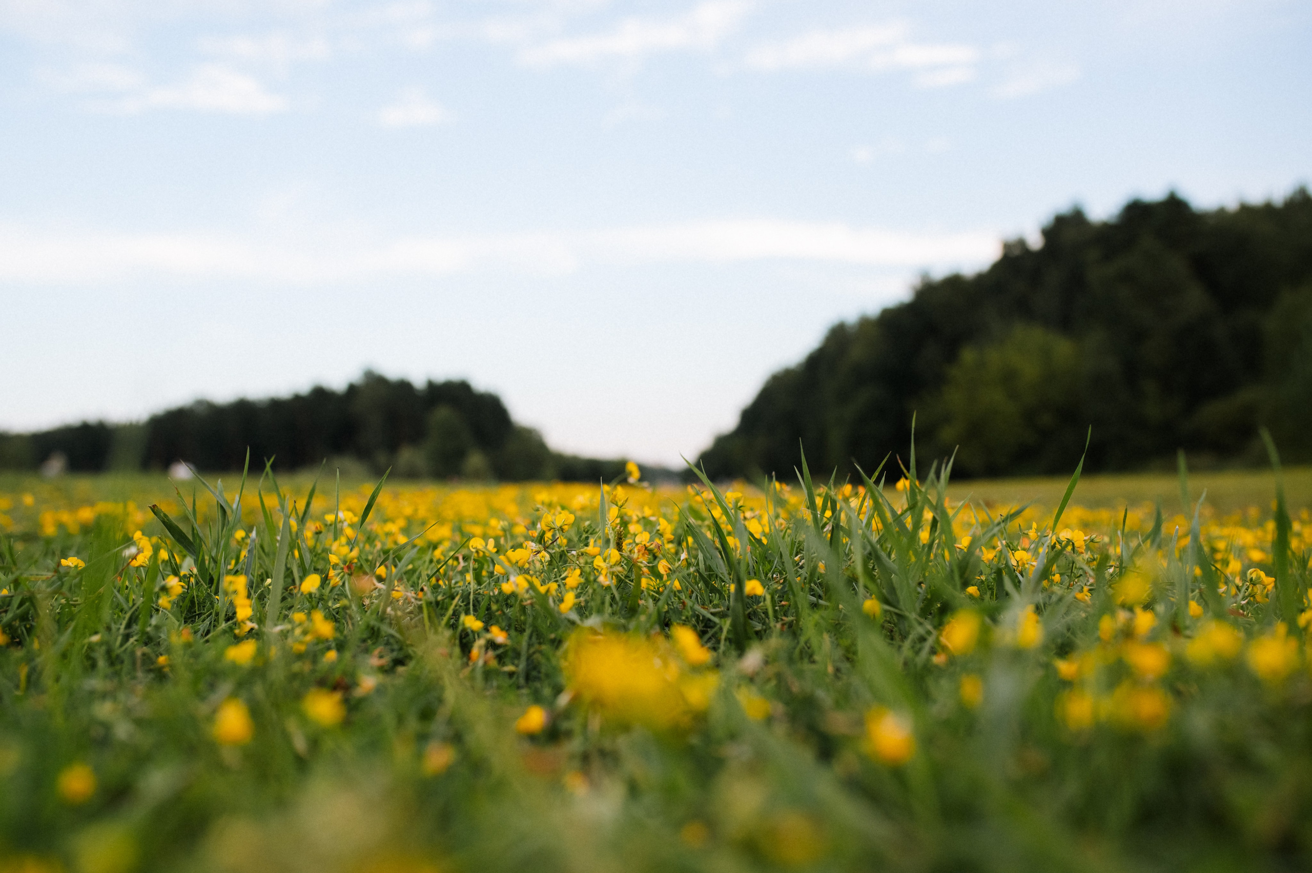Хвост, смех и лучшие подруги. Фотограф анималист в Москве Ольга Агушева
