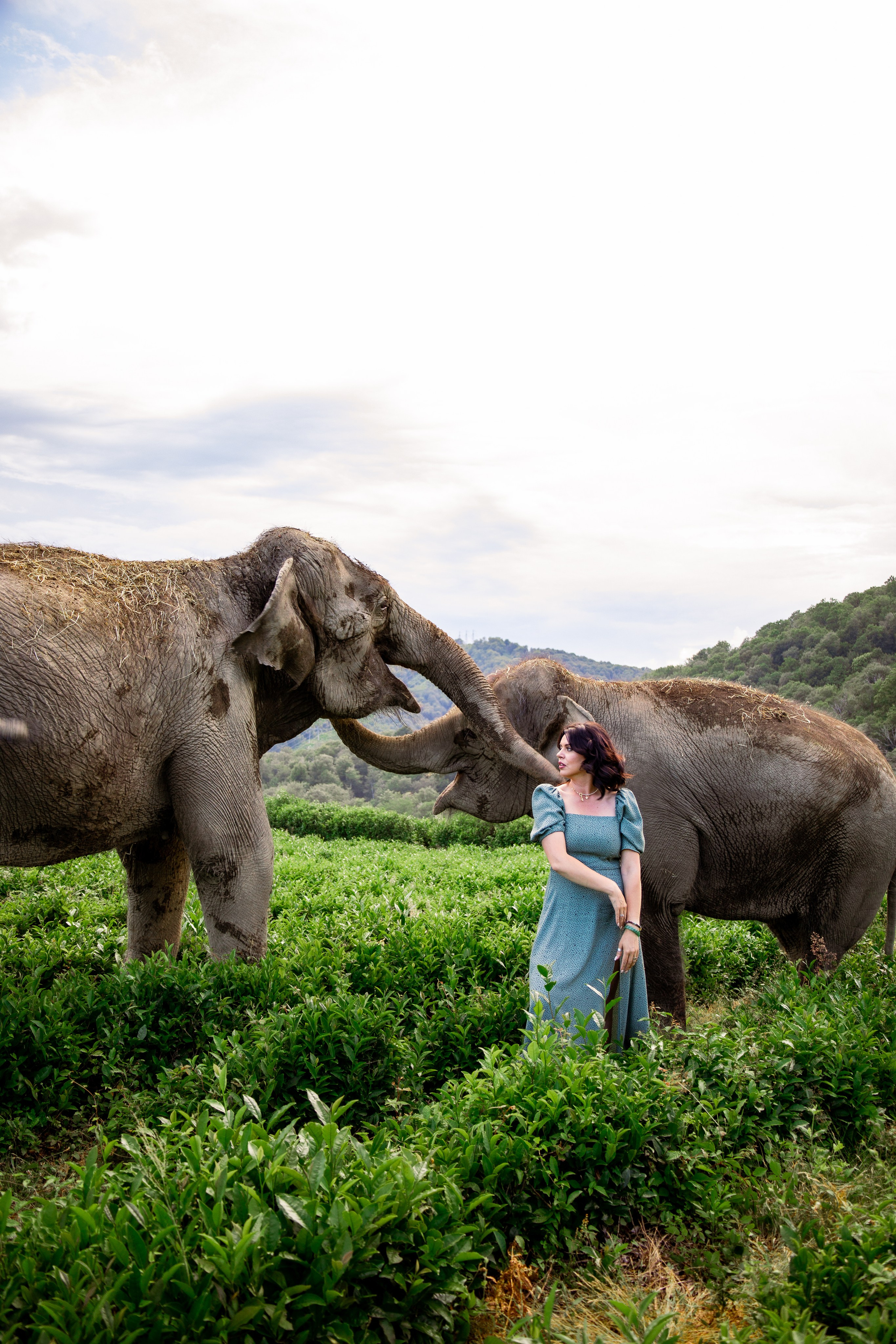 Слоны. Семейный и Свадебный фотограф в Сочи