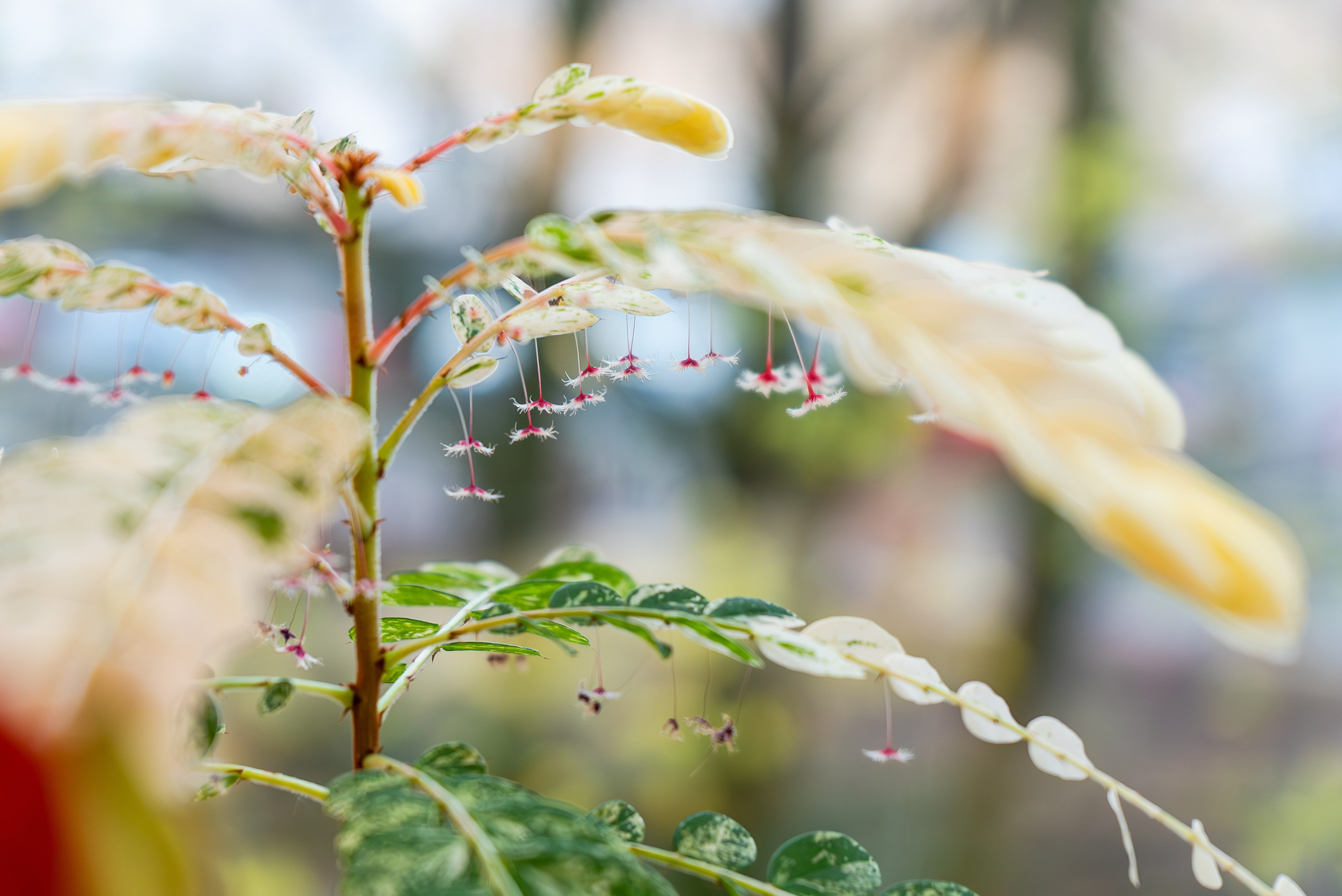 Make more plants. Александра Куликова фотограф, Москва