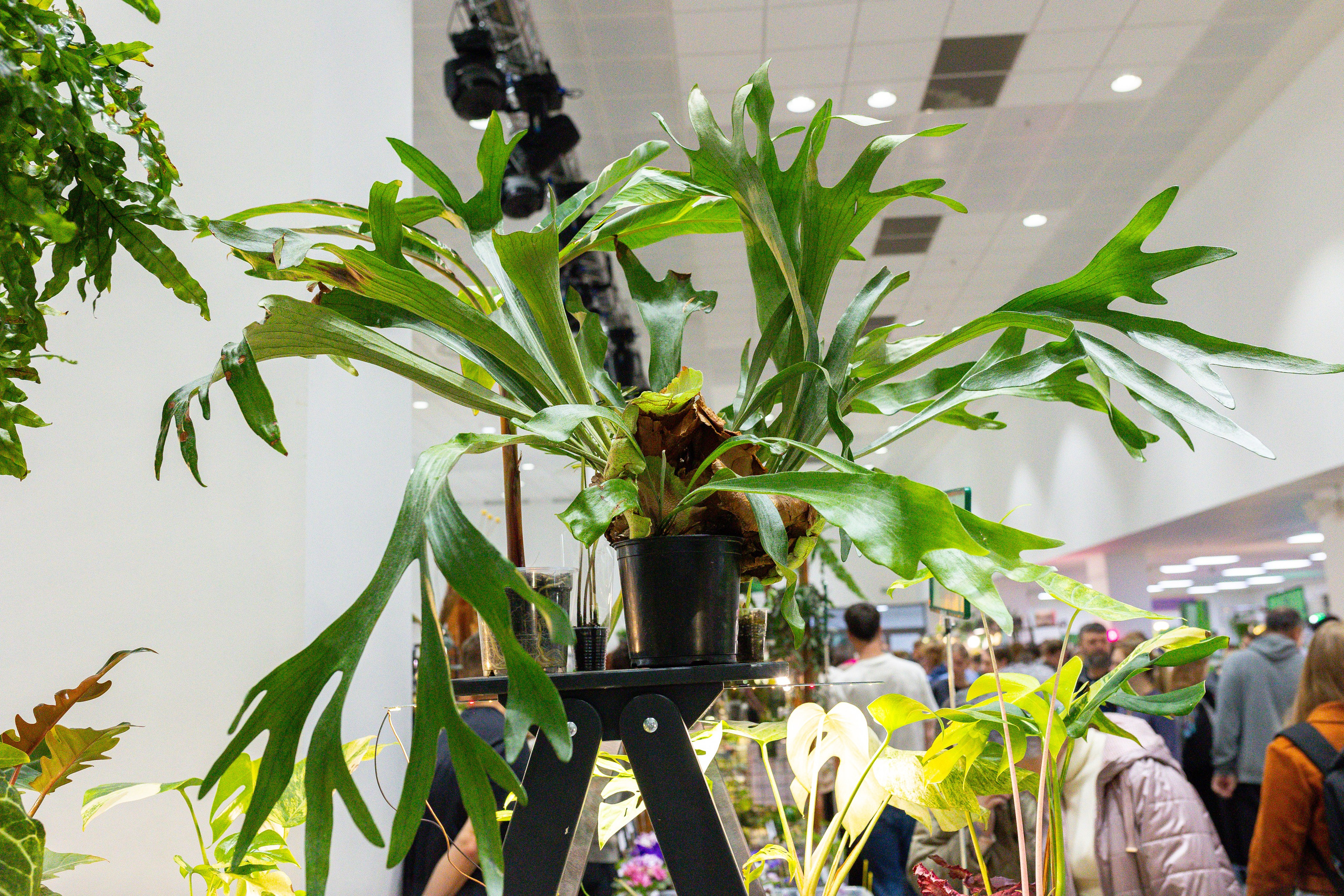 Монстериум 11–12 октября. Александра Куликова фотограф, Москва