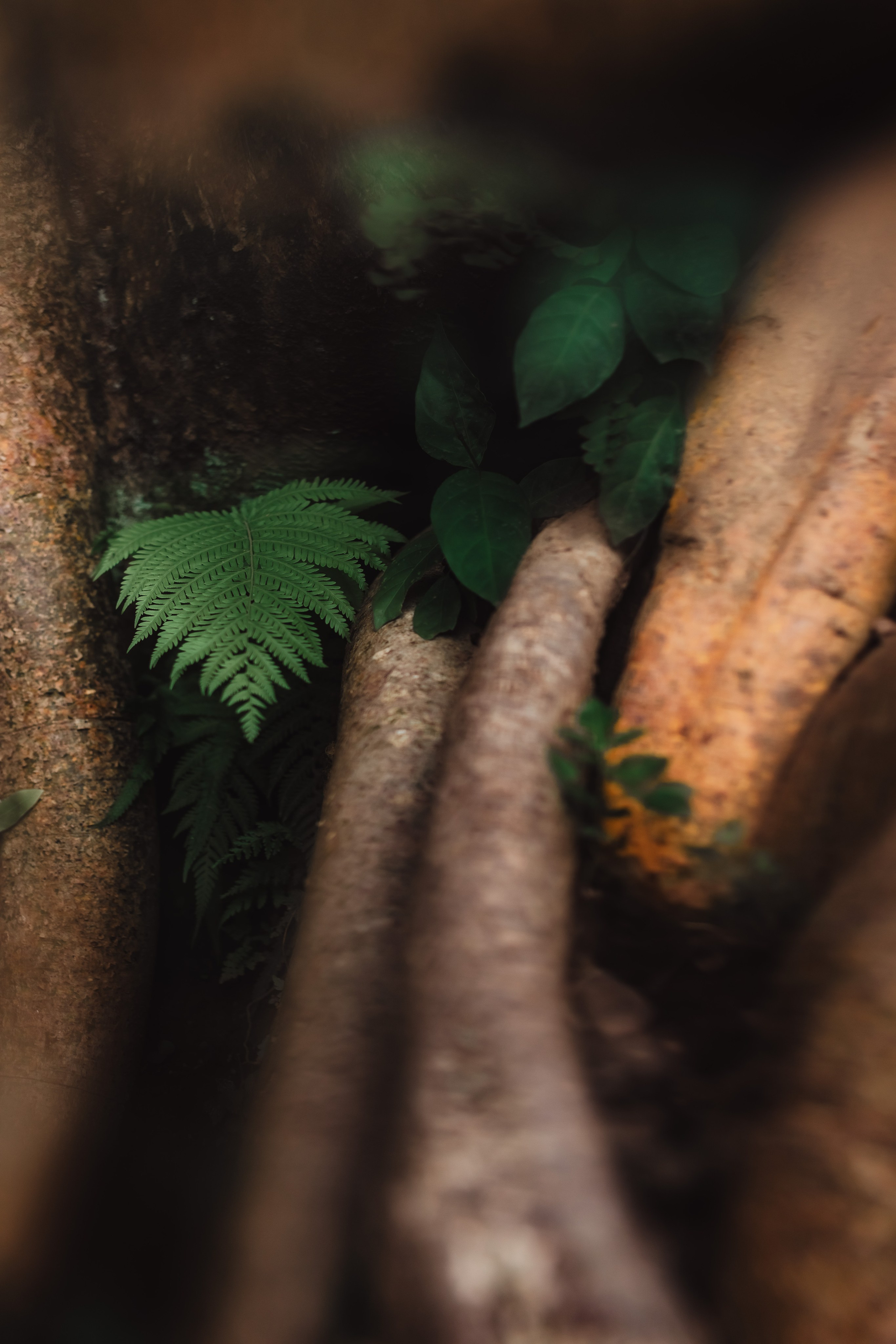 Banyan date. Mariam Bagdasaryan