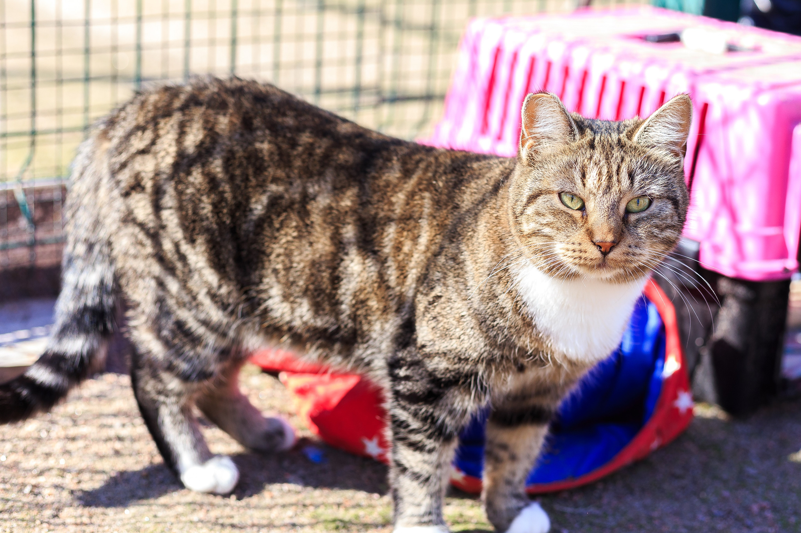 Petshop Забота. Фотограф в Санкт-Петербурге Чумаков Семен