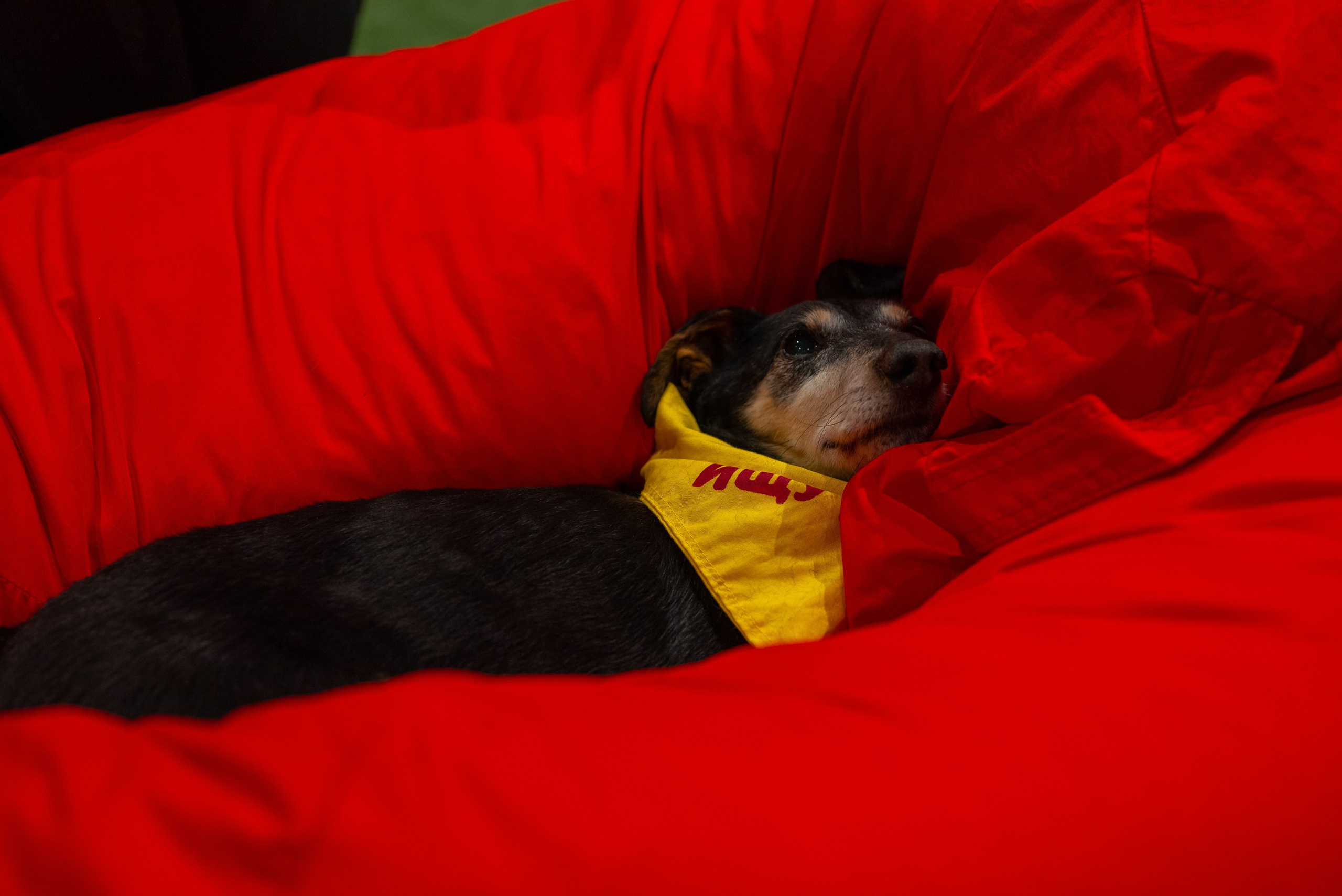 Благотворительный фестиваль «Путь домой». Дарья Медведева