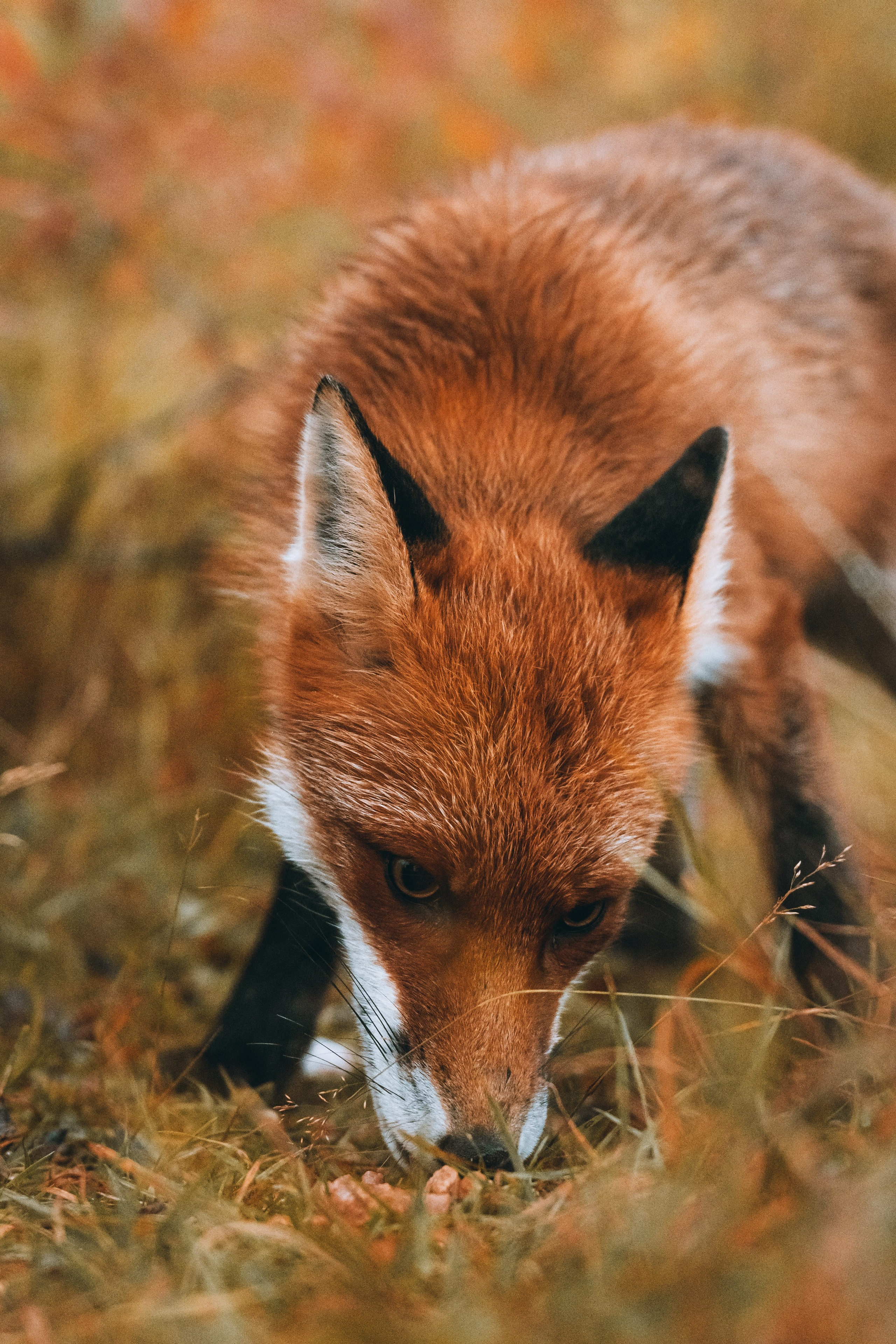 СЕВЕР. Event фотограф Степанова Александра