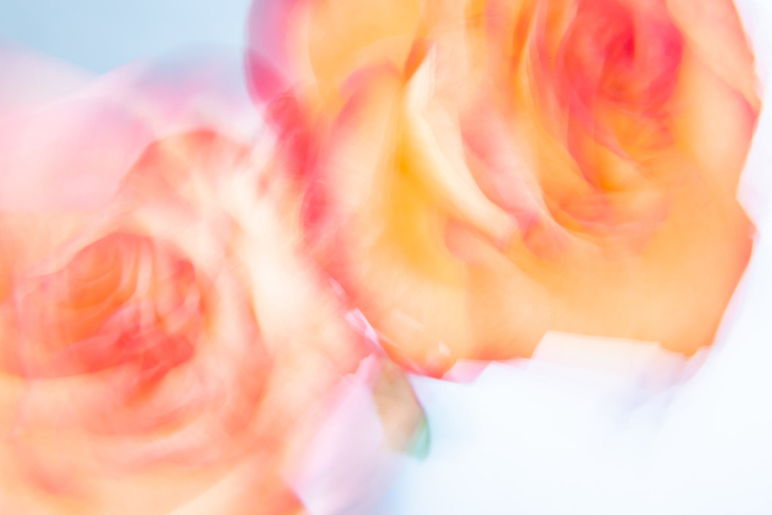 ЦВЕТА, 2025-2026. АННА ВЕРСО / ANNA VERSO | Визуальный художник / Visual artist