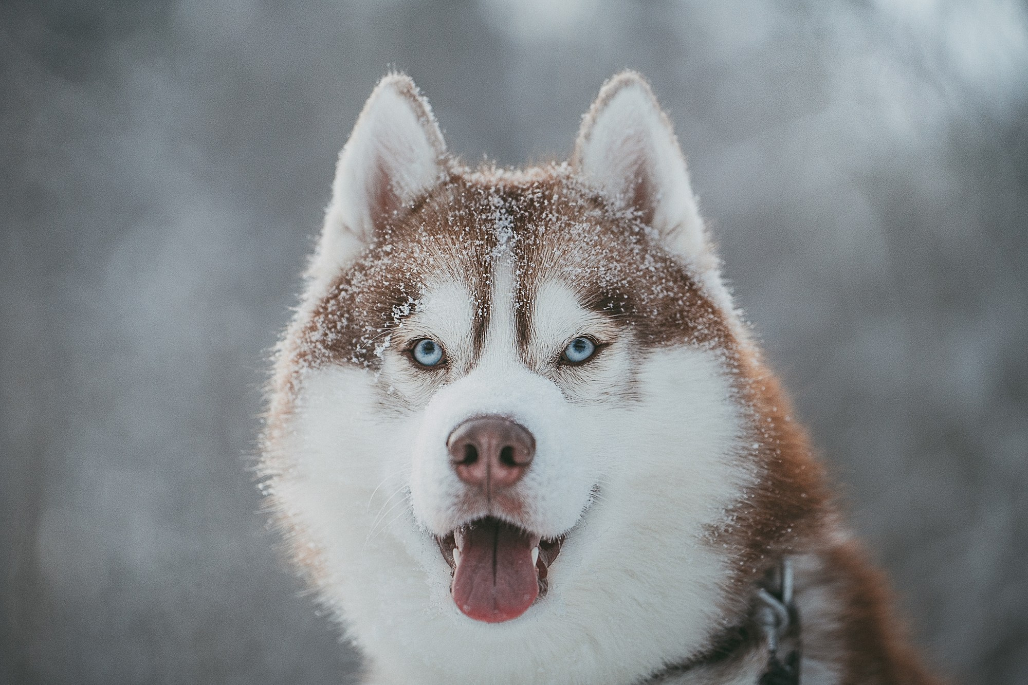Полина, Уго и Пышка. Фотограф анималист в Москве и Санкт-Петербурге Свиридова Анна