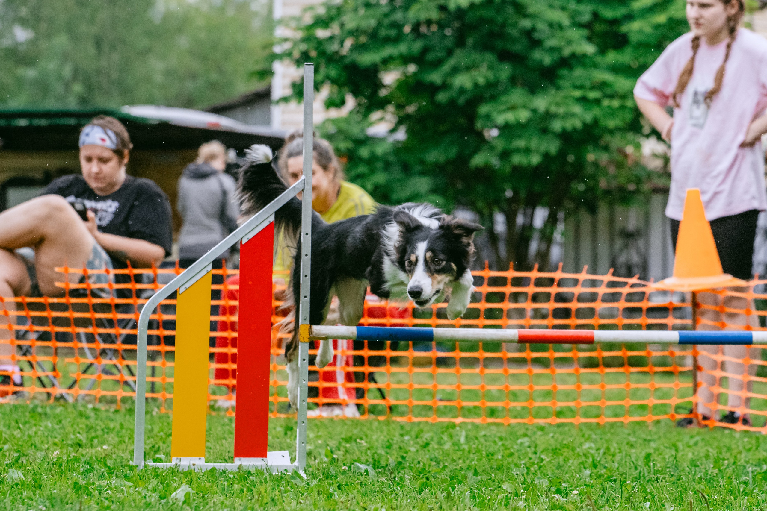 Соревнования по аджилити Долгопрудный 30.06.2025. Фотограф-анималист Татьяна Степанова