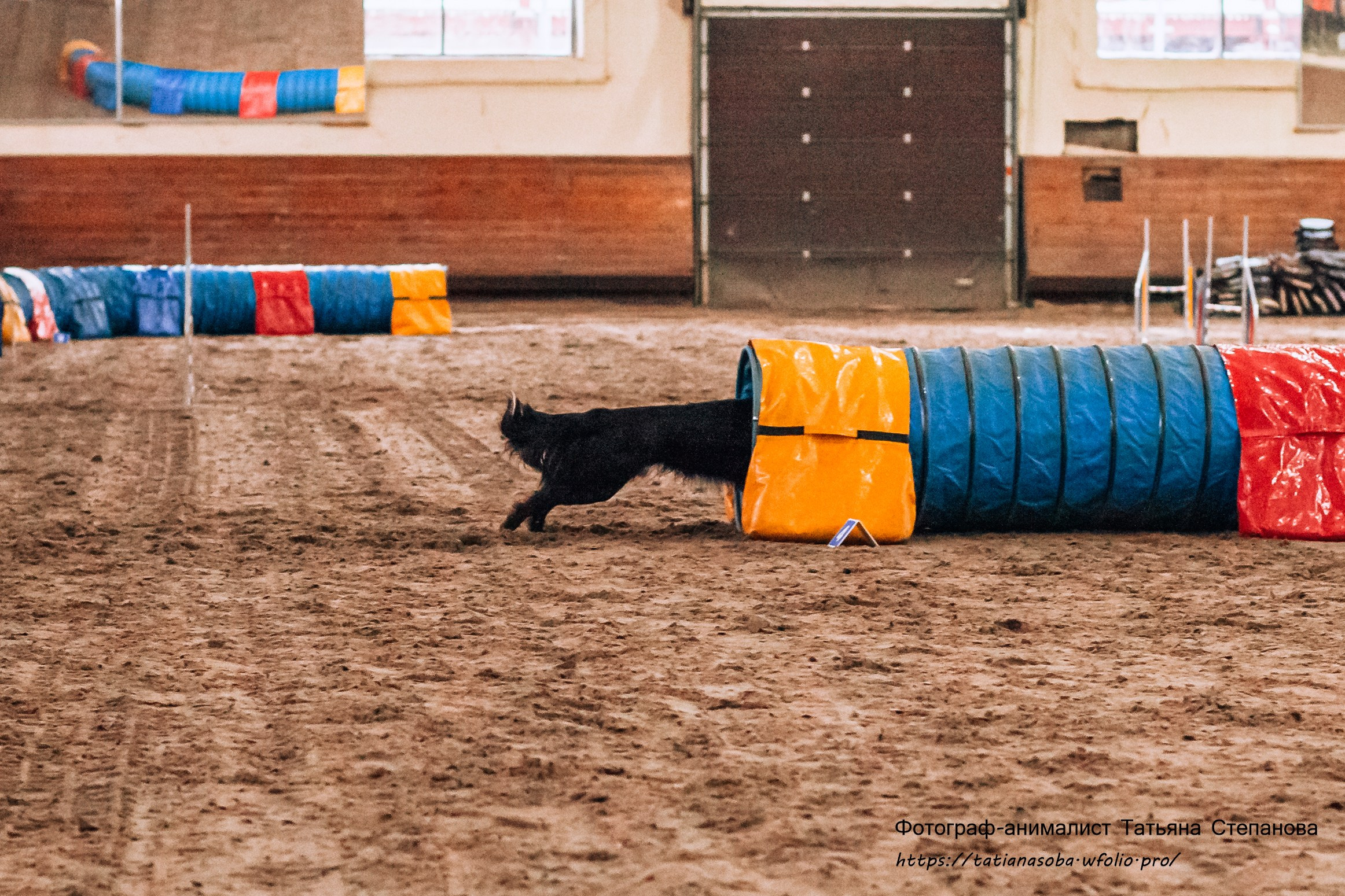Соревнования по Аджилити 25.02.2024. Фотограф-анималист Татьяна Степанова