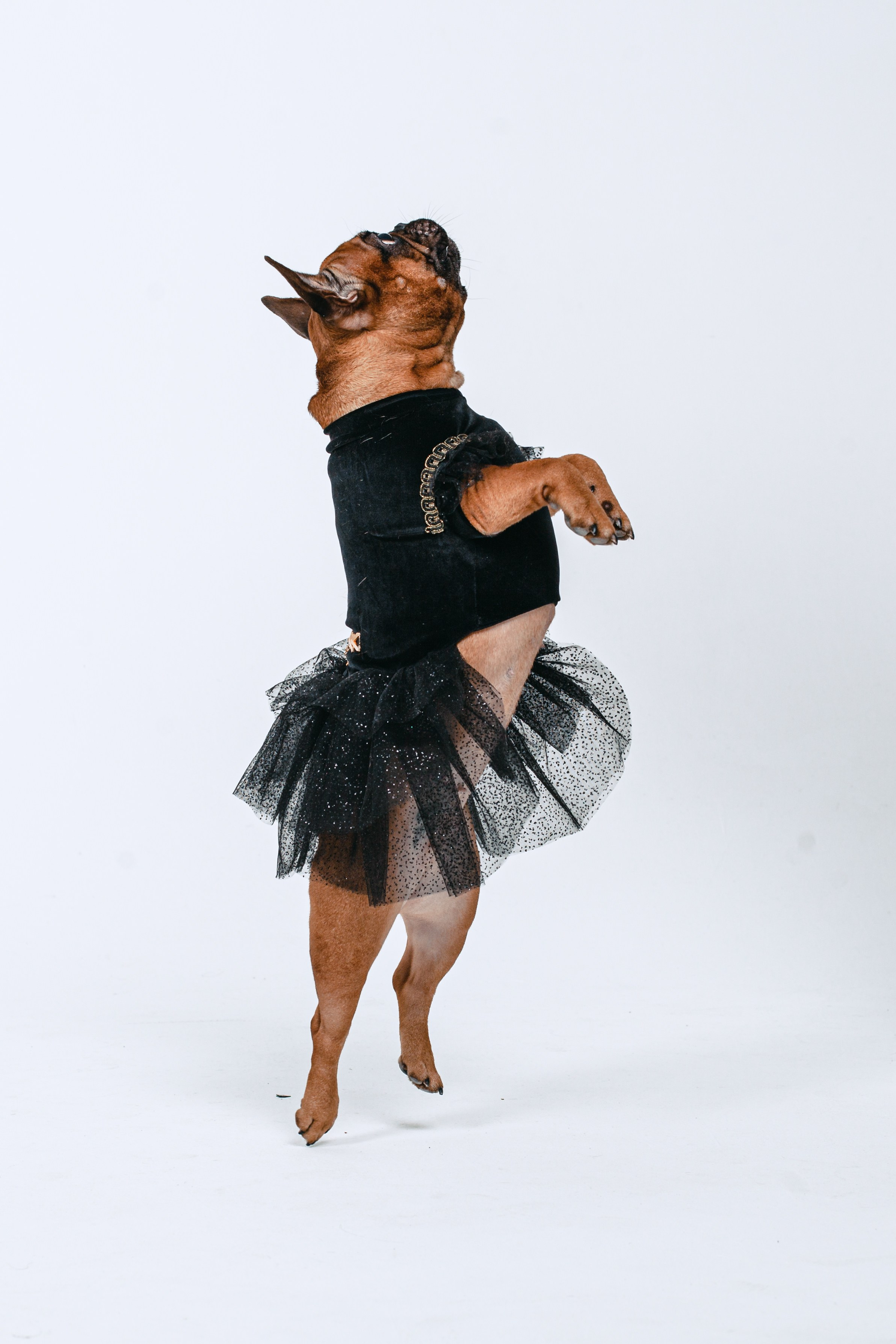 Пижамная вечеринка французских бульдогов и их хозяев. Фотограф-анималист Татьяна Степанова