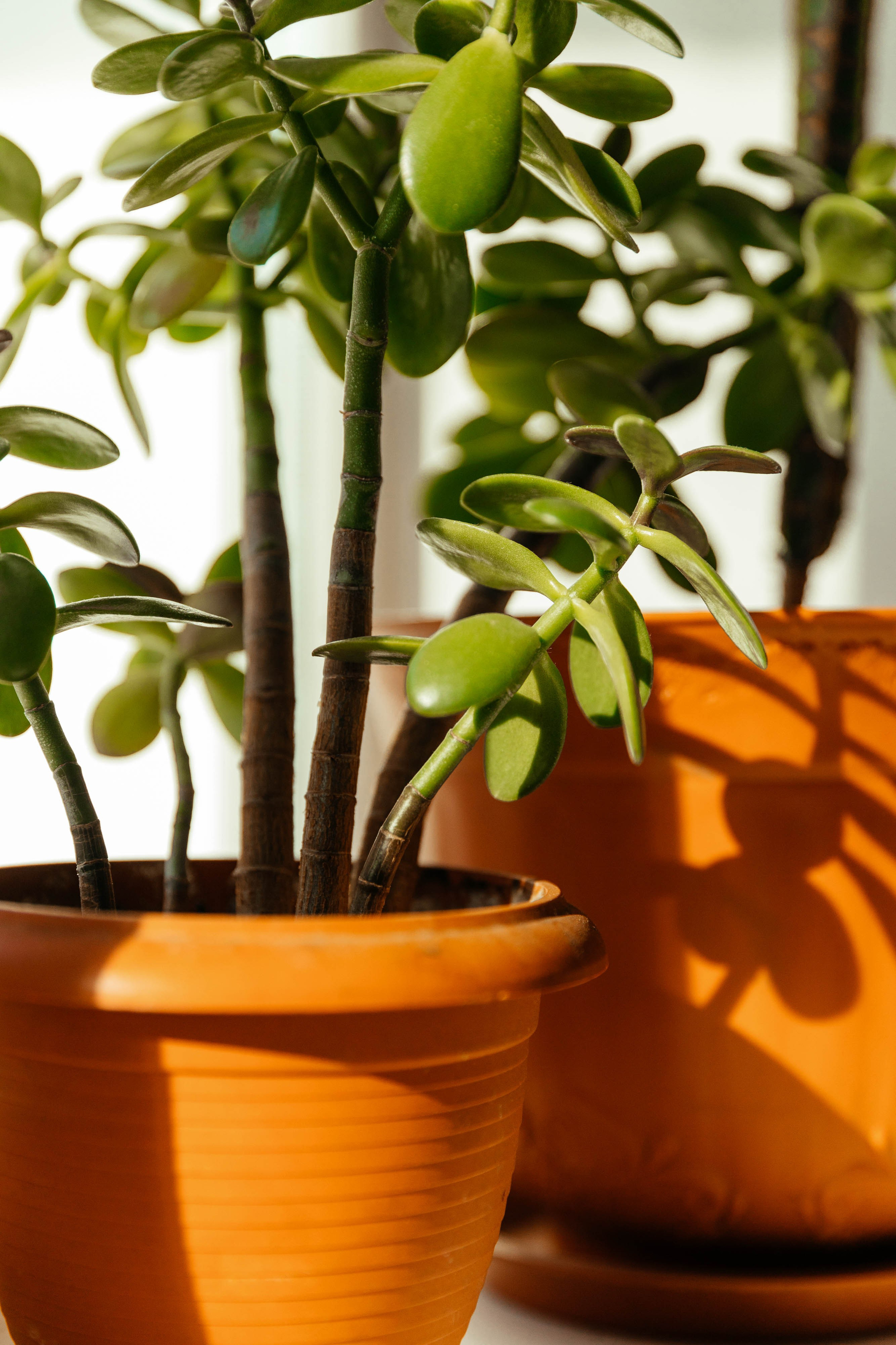 У мамы дома. Семейный и свадебный фотограф Лилия Матонина | Ангарск, Иркутск, Усолье-Сибирское, Байкал (Листвянка, Ольхон), Иркутская область