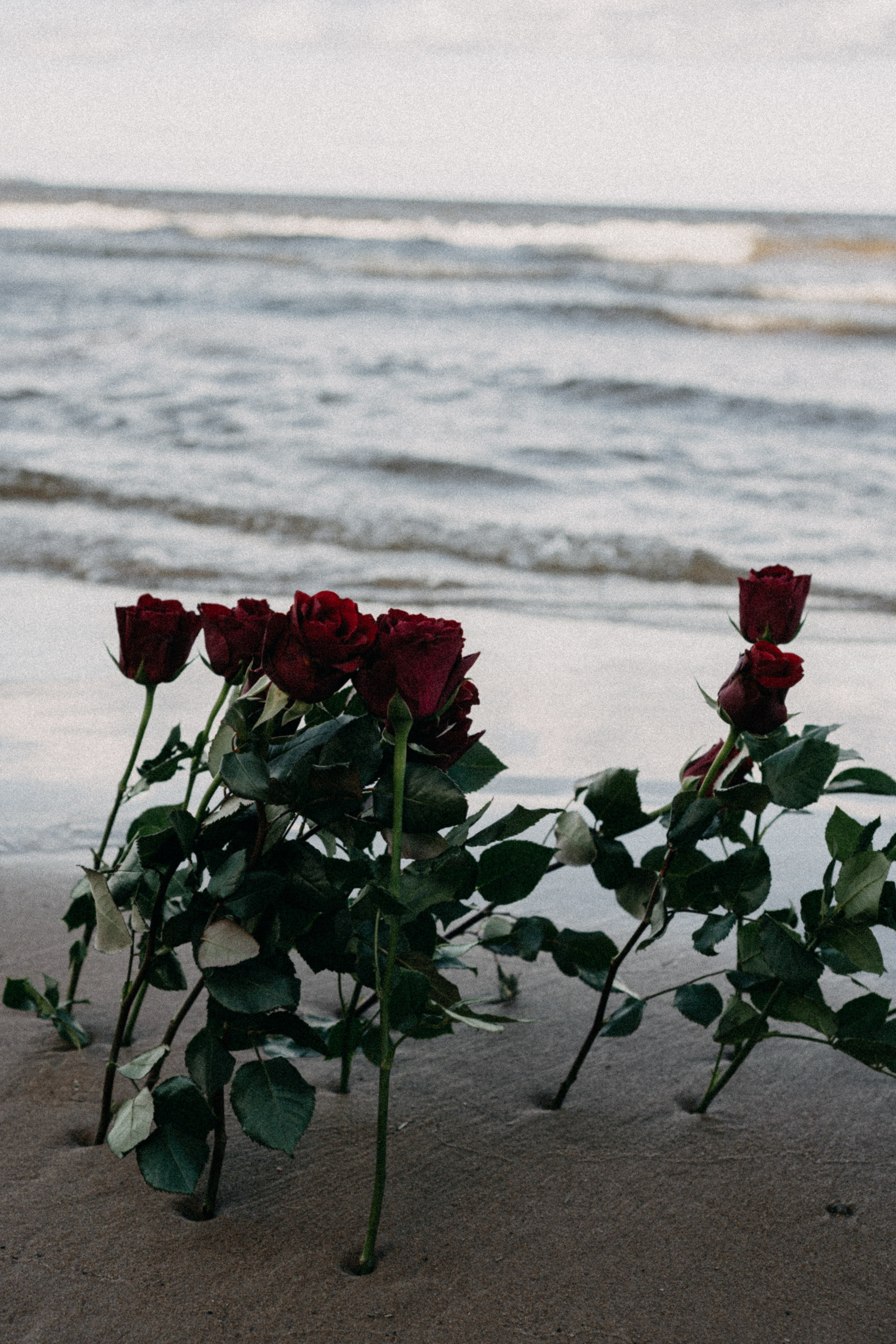 Розы. Профессиональный фотограф, Санкт-Петербург — Виктория Богомолова