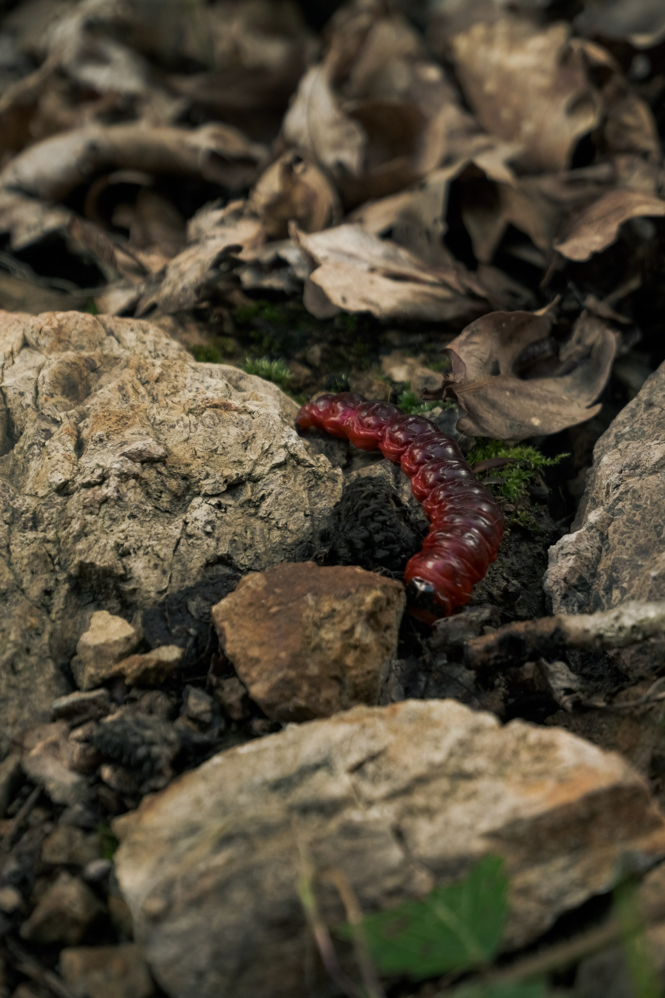 Пинежье летом. Фотограф Благовещенска Яна