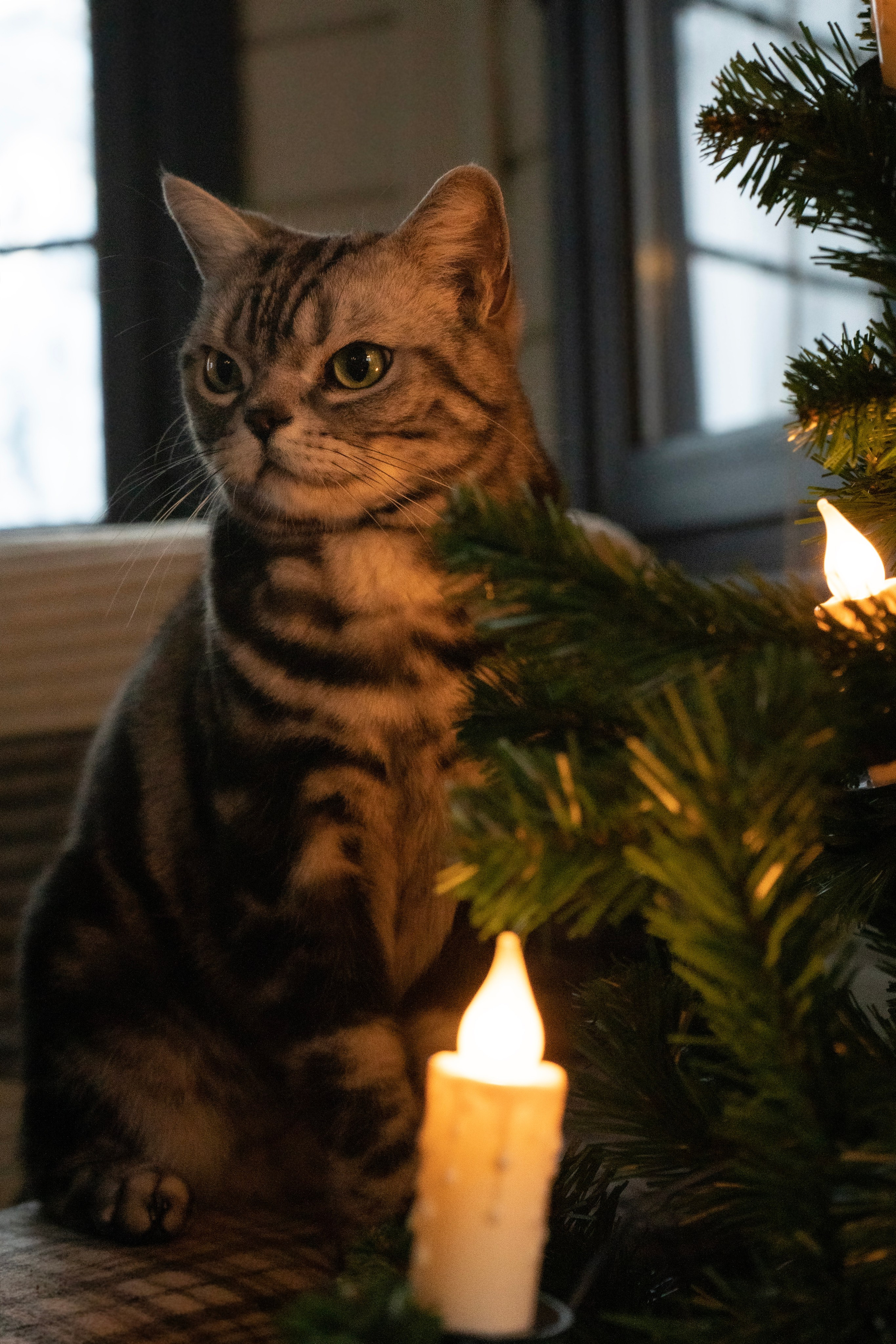 Фотосессии Пушистиков. Фотограф в Санкт-Петербурге Виктория Барышникова