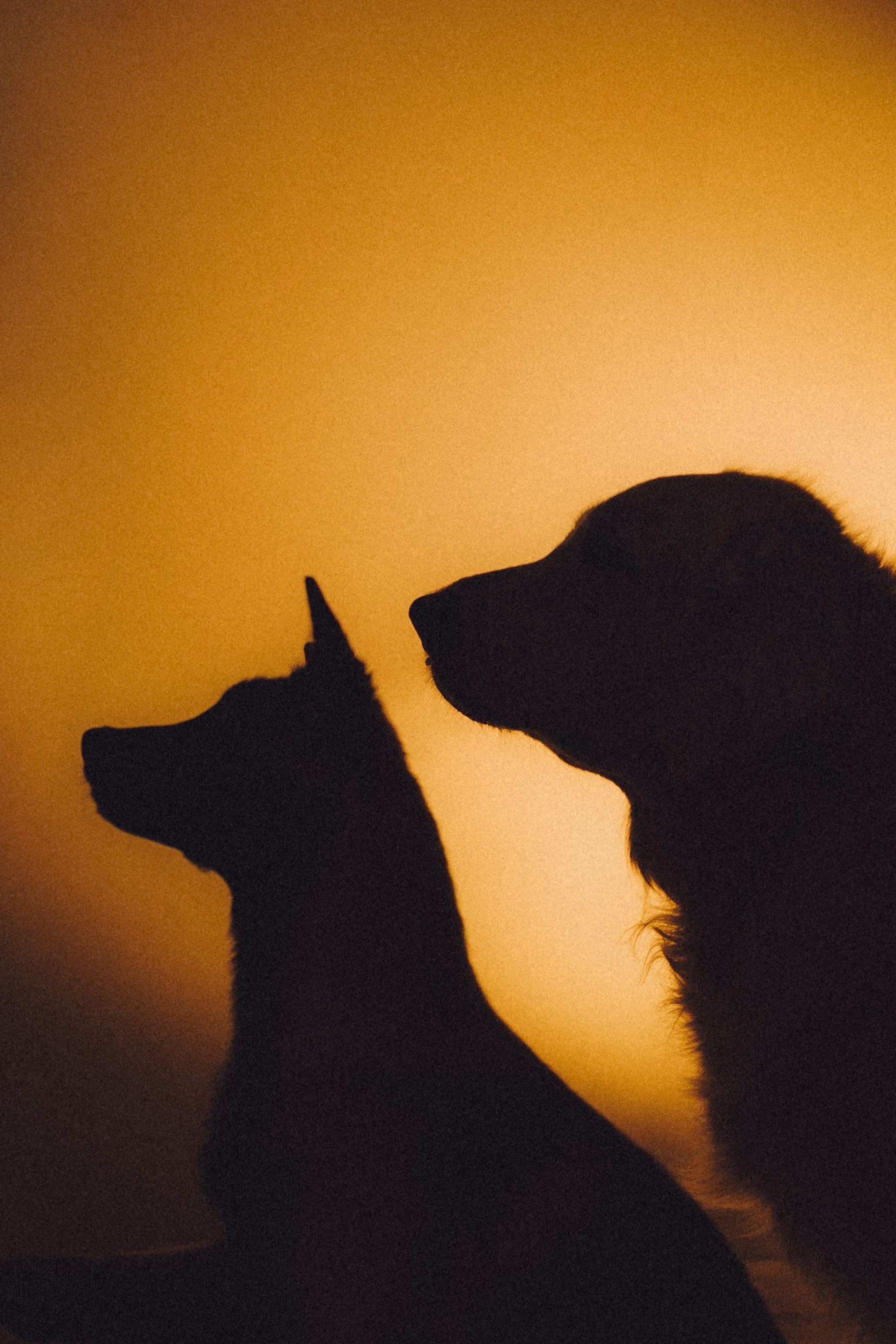 Ира, Андрей, Бэлла и Панда