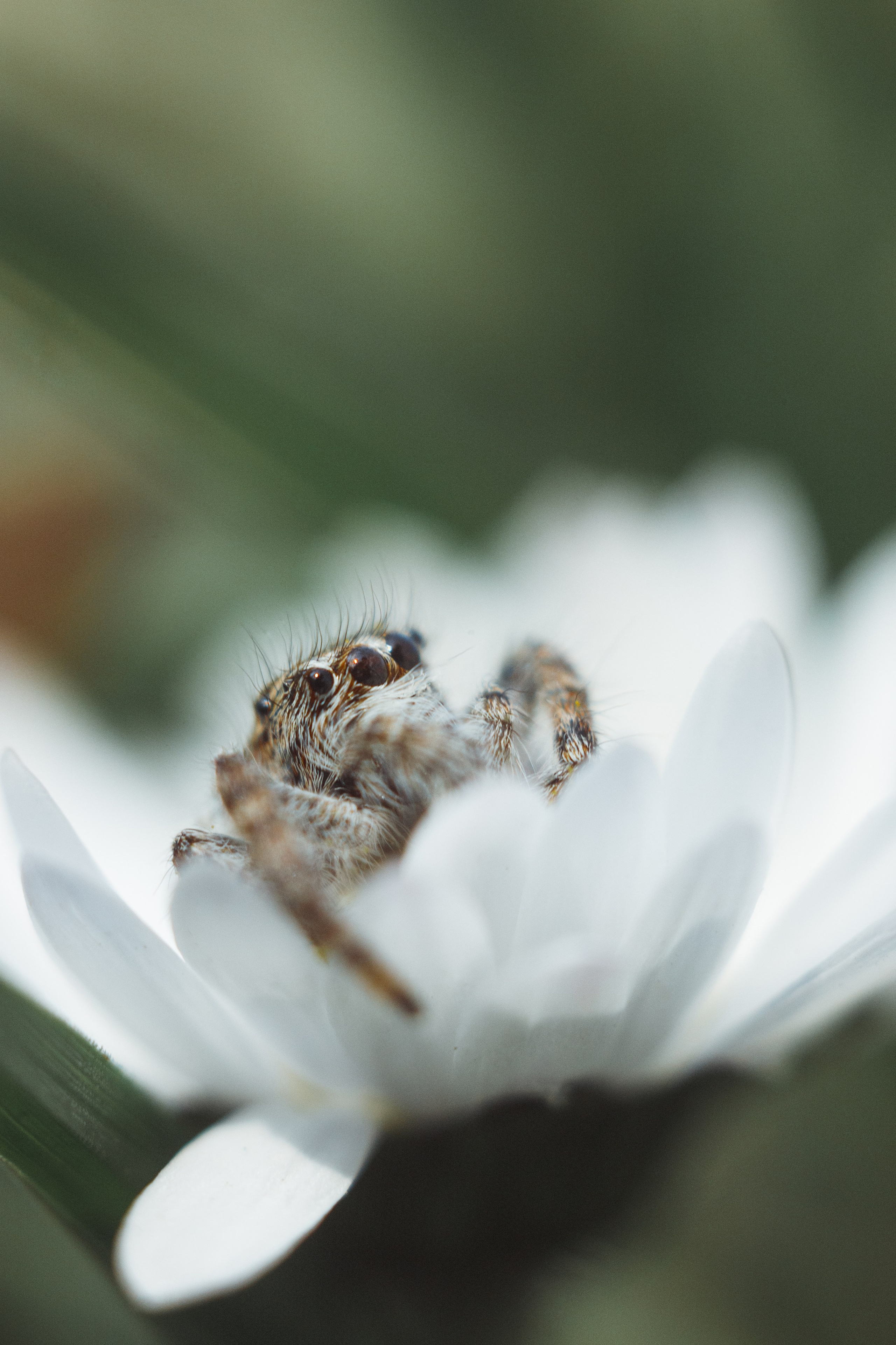 Nature. Артем Корнев Фотограф