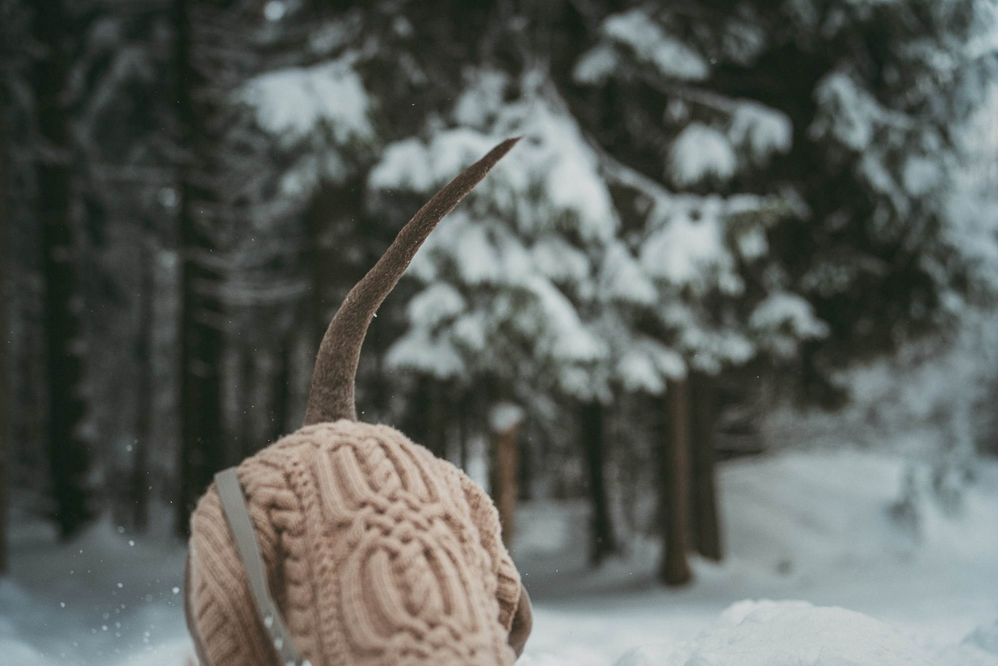Лена и Фанни. Фотограф анималист в Москве и Санкт-Петербурге Свиридова Анна