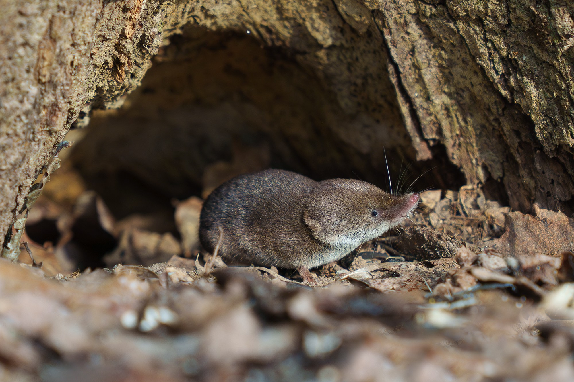 Животные. Ваш личный фотограф Марина Волкова