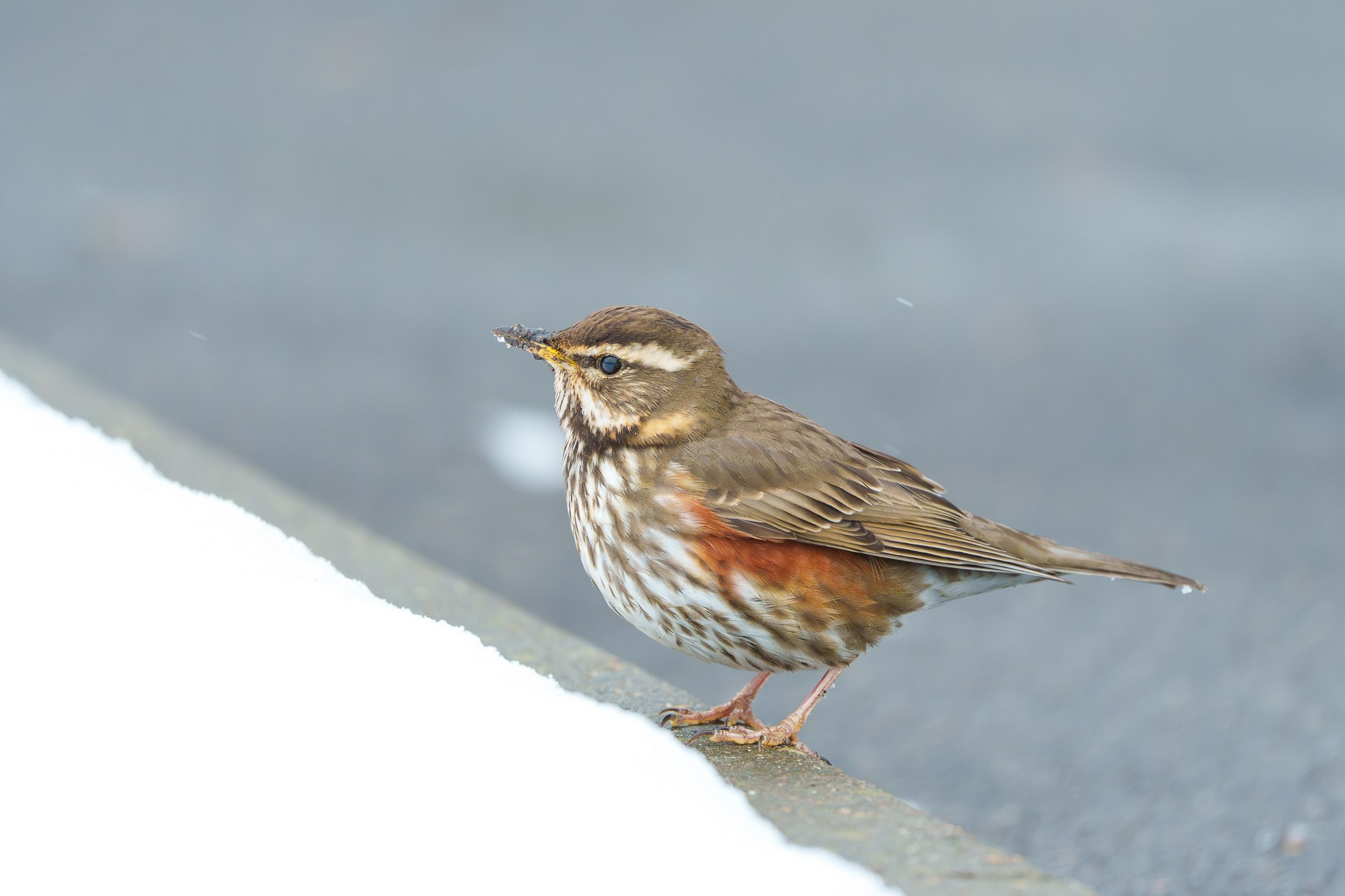 Удивительные мир птиц. Вокруг нас столько прекрасного — присмотритесь!. Ваш личный фотограф Марина Волкова