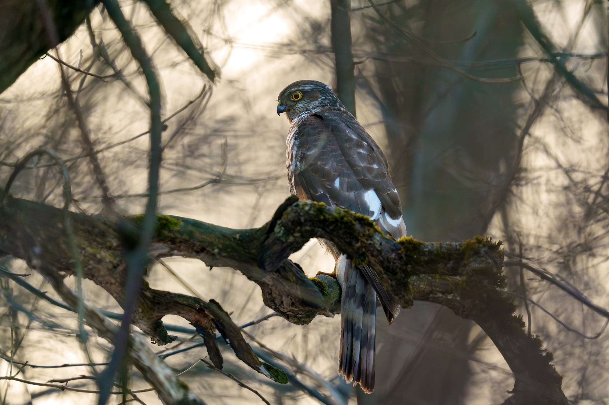 Удивительные мир птиц. Вокруг нас столько прекрасного — присмотритесь!. Ваш личный фотограф Марина Волкова