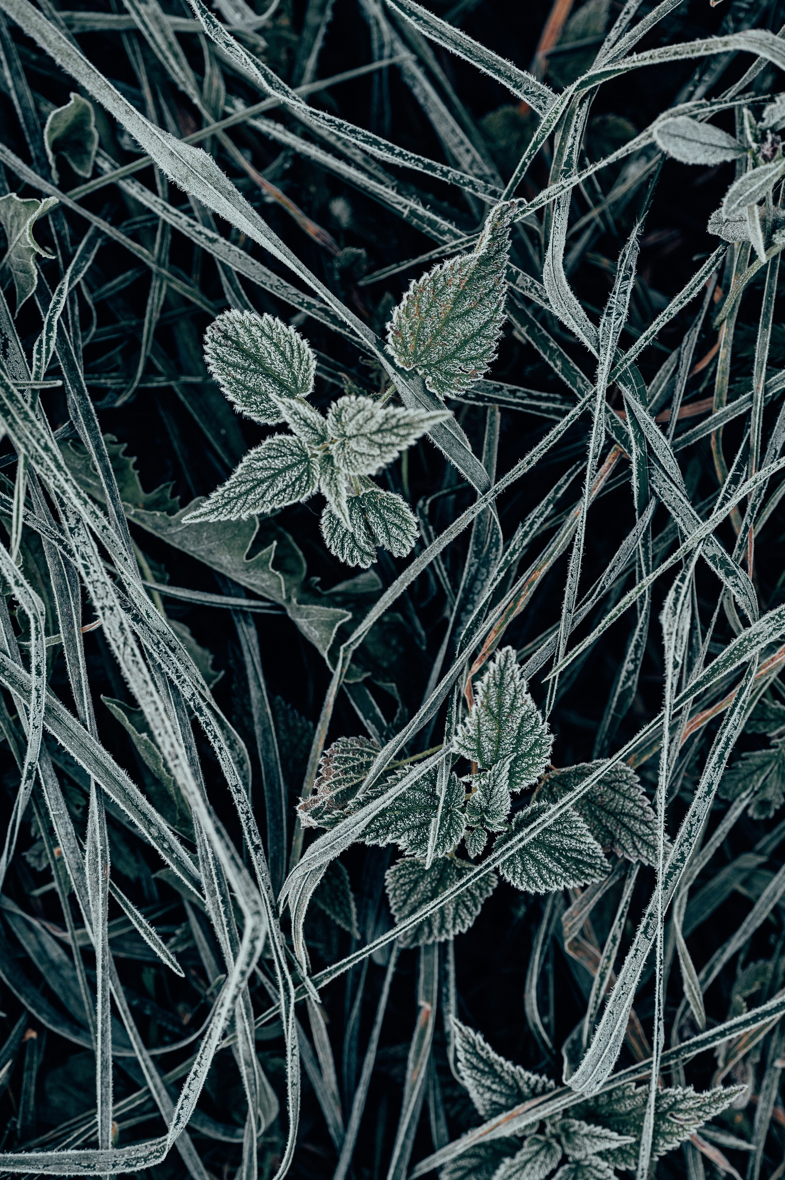 Природа. Максим Егоров, г. Ижевск. Репортажная, предметная съёмка и фуд-фотография