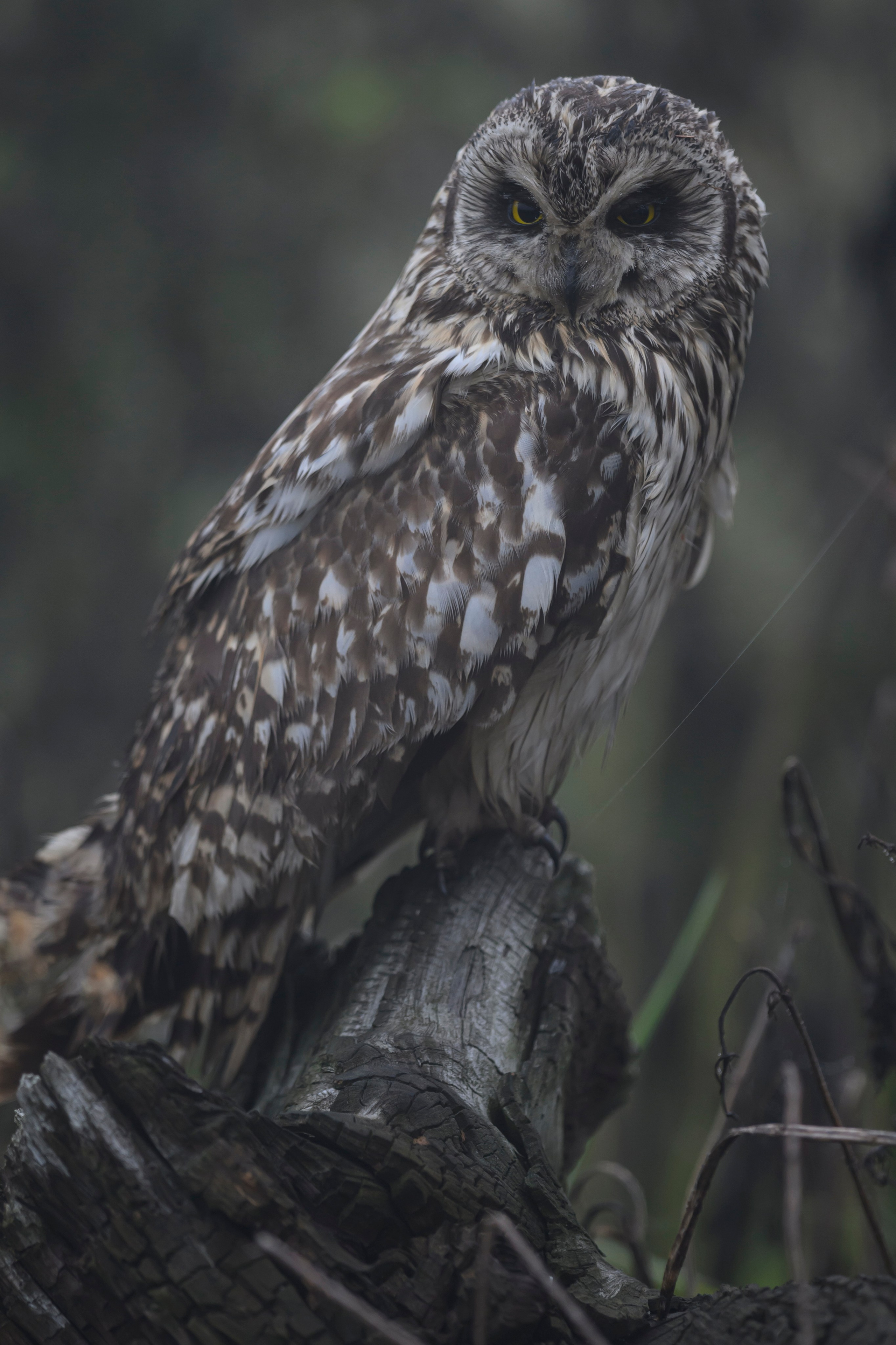 Short eared owl. Wildlife photography by Sergey Puponin