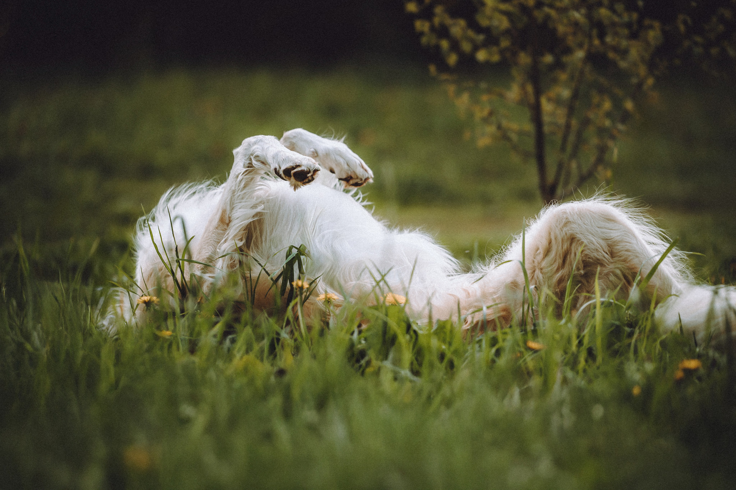 Илай, Зайка и их семья