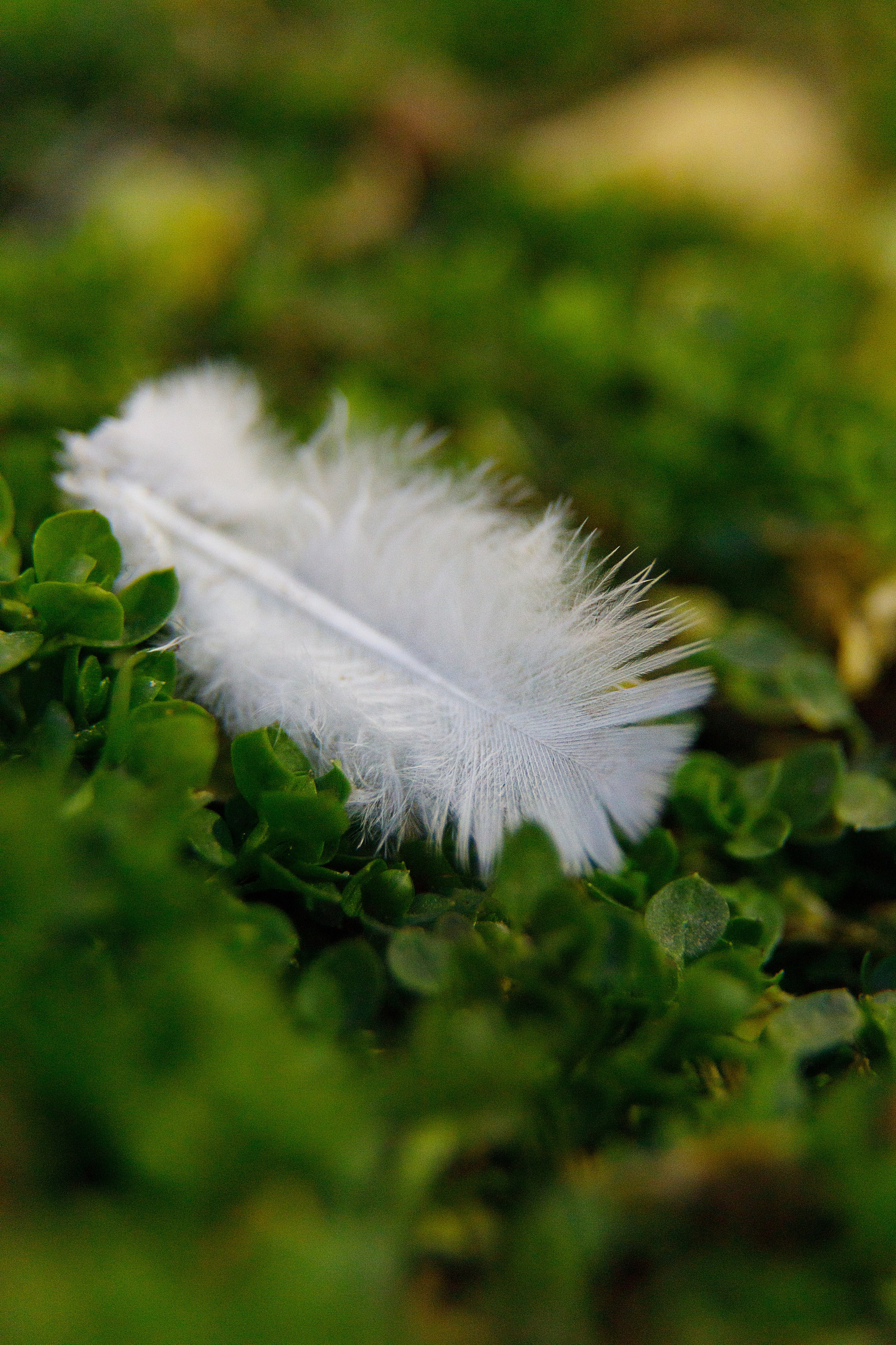 Проект «366»|2024|Фото каждый день. LENA GRACE photographer ||ЛЕНА ГРЭЙС фотограф