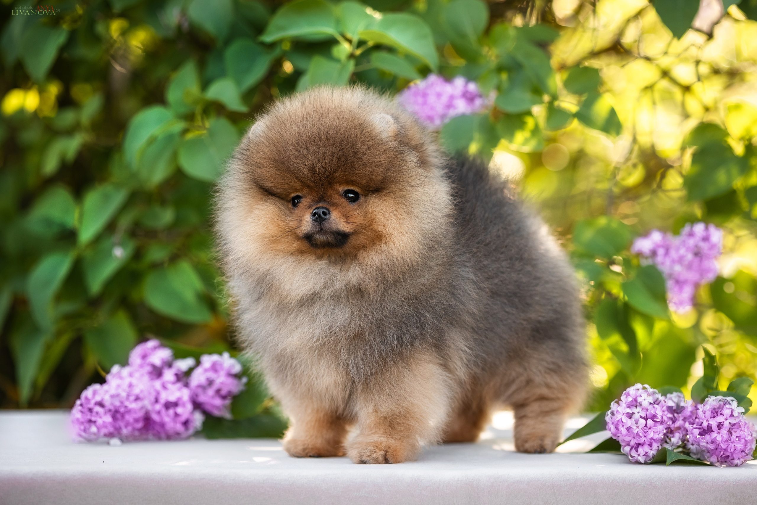 Шпичики. Фотограф анималист Аня Ливанова | Рыбинск