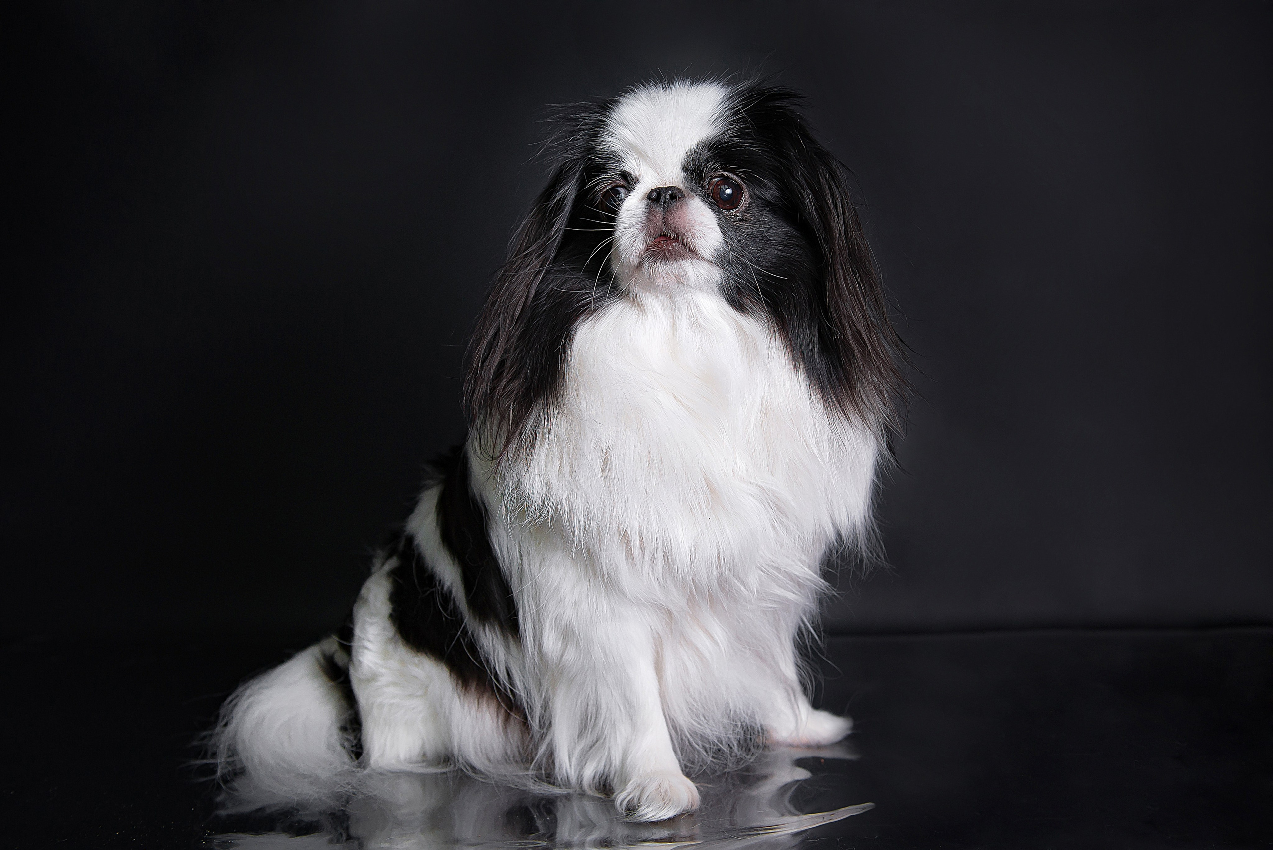 Анималистика. Детский и семейный фотограф в Пензе Камалова Анастасия