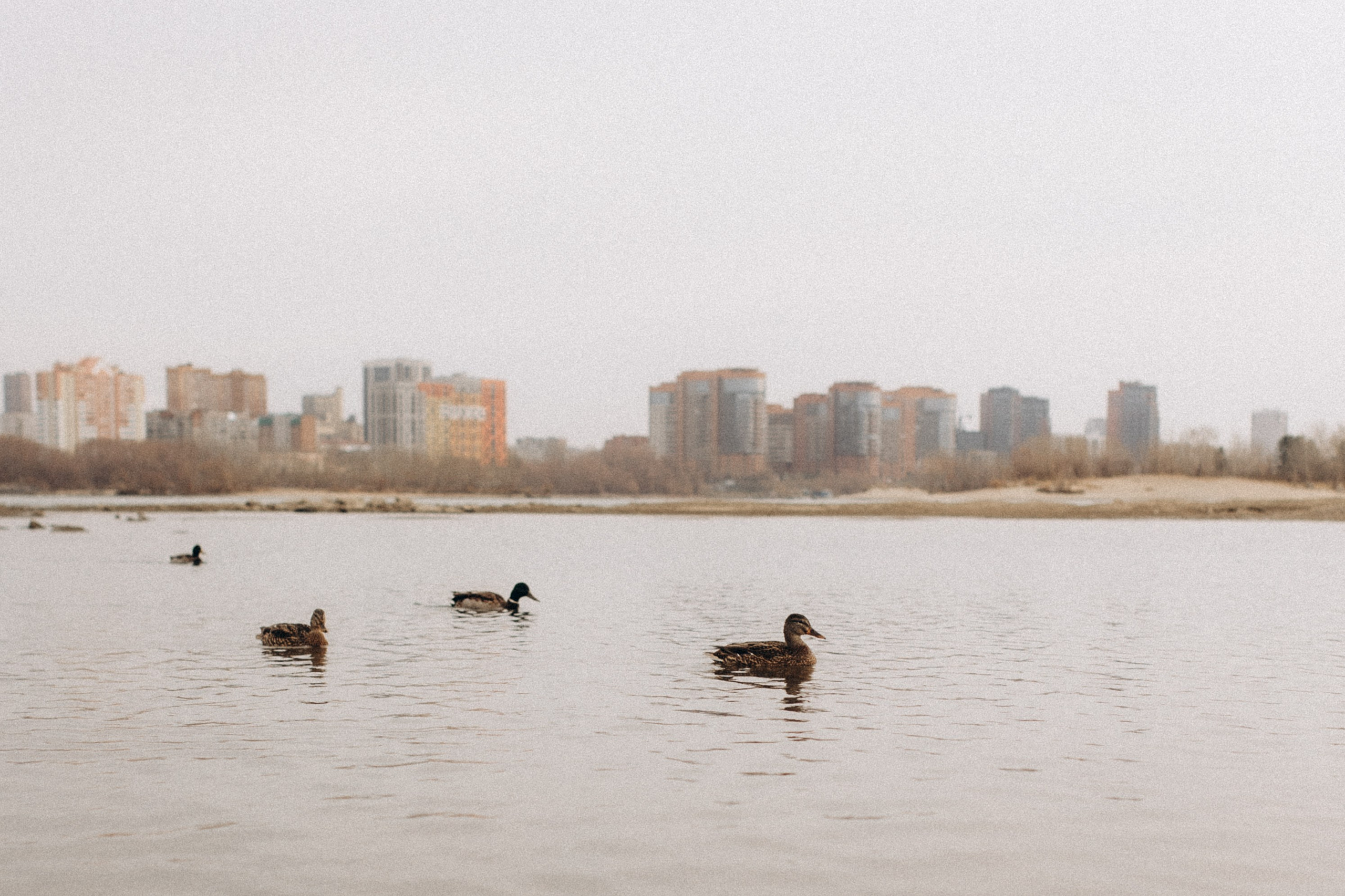 Осенняя прогулка. Семейный фотограф lifestyle в Новосибирске Елена Шпилевая