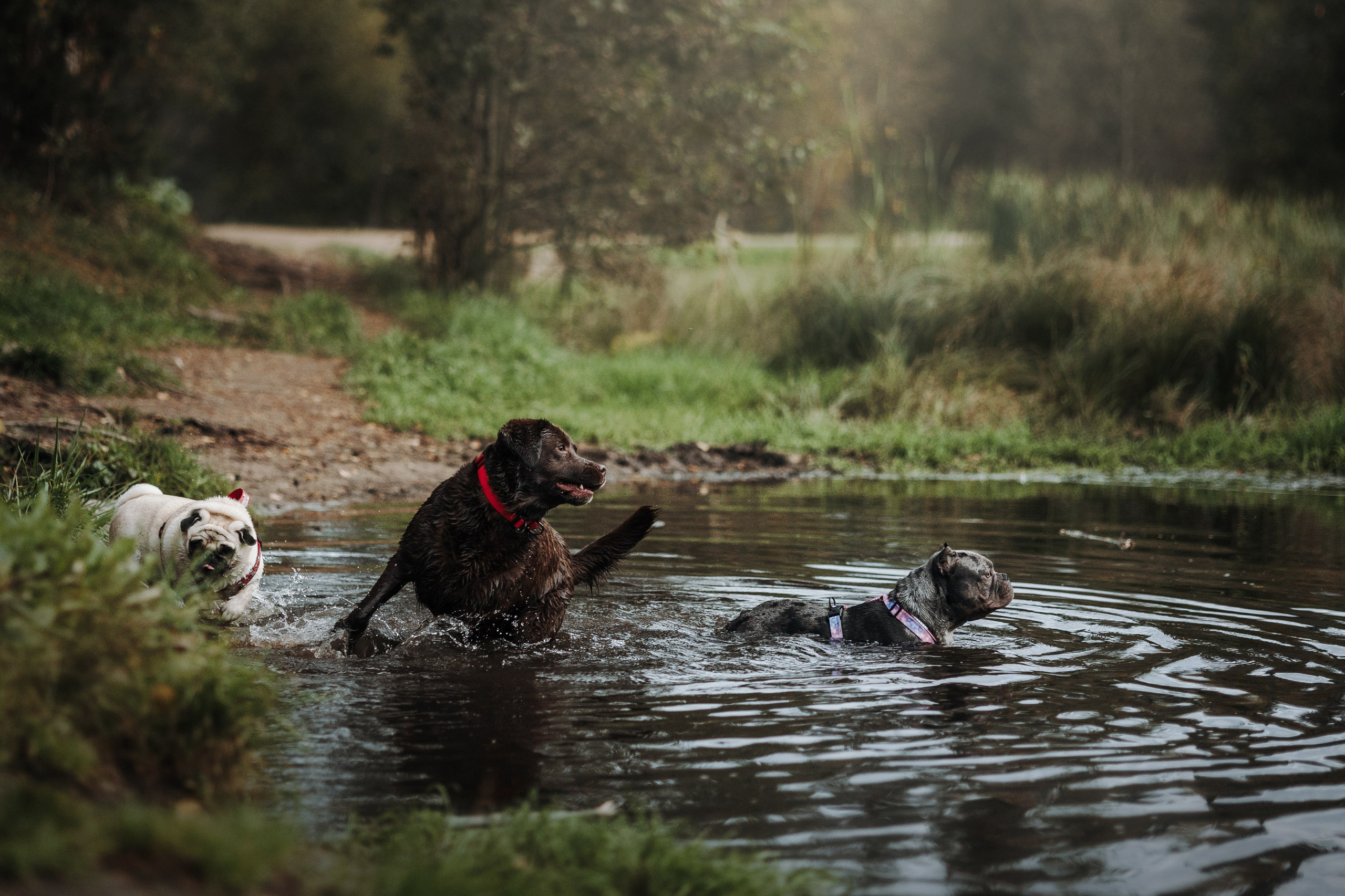 Девочки и их семья. Фотограф — Анималист | Санкт-Петербург