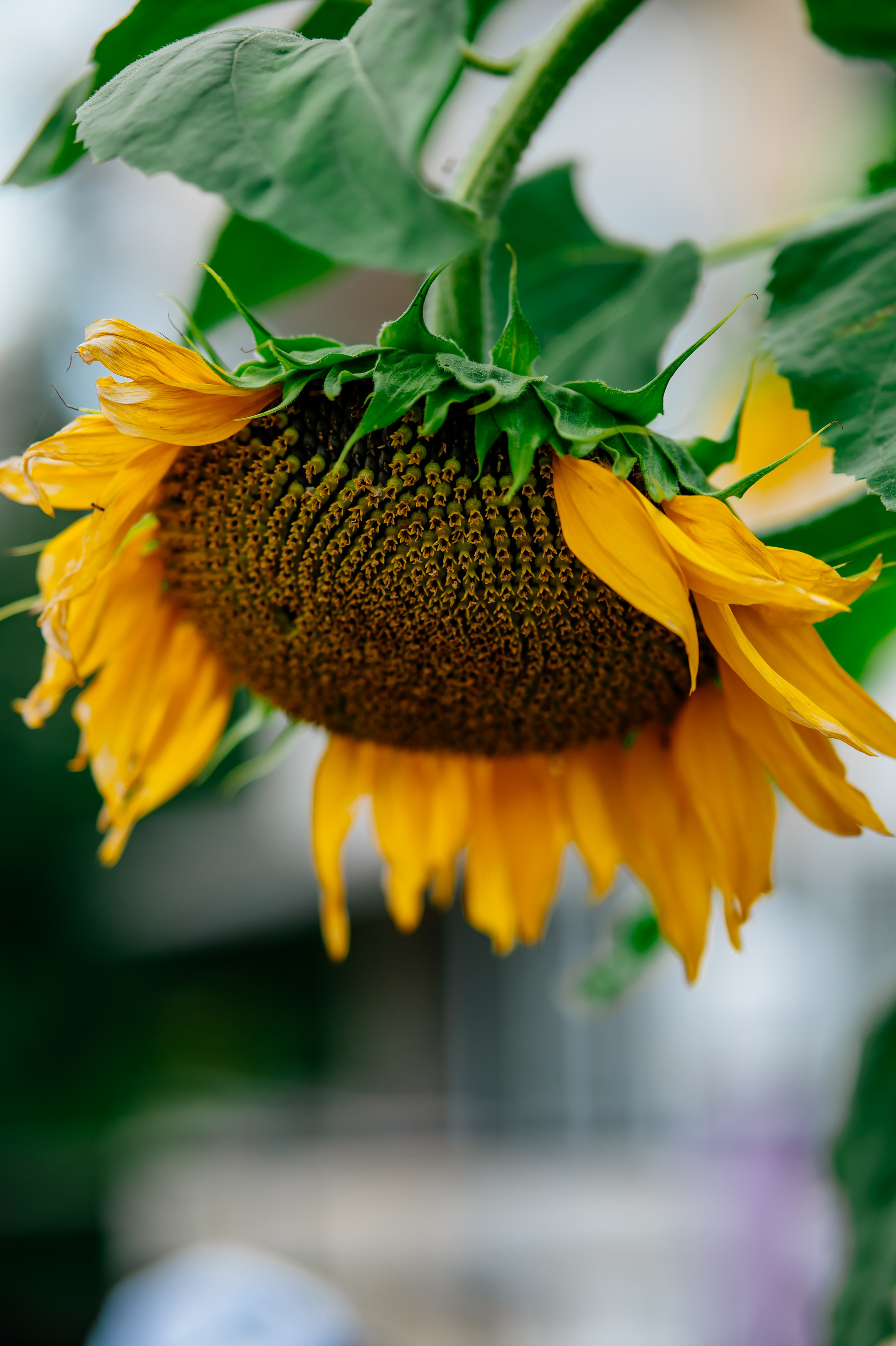 Детский день рождения | 6 лет. Свадебный и семейный фотограф в Сочи Никита Пищов