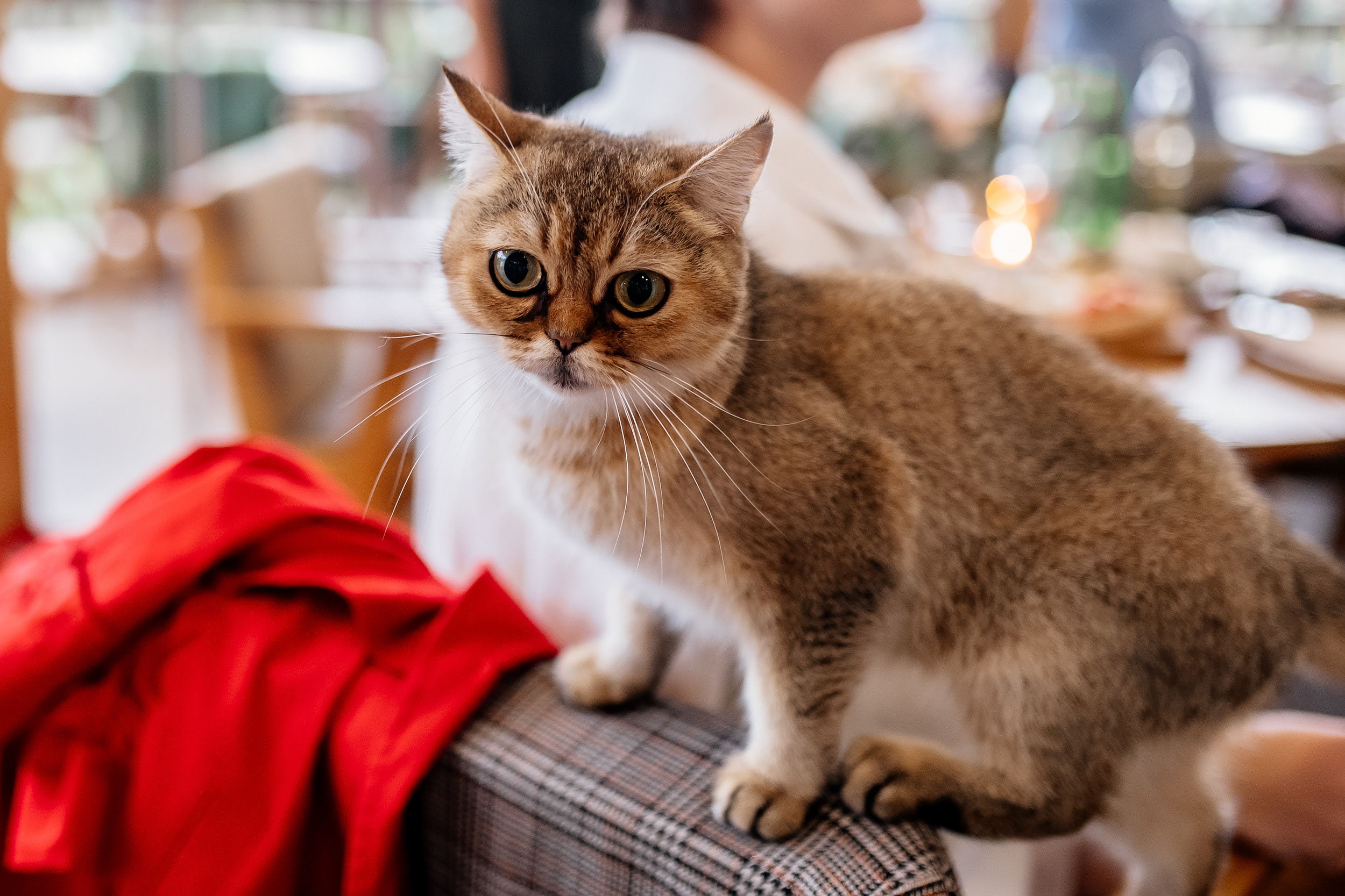 Свадьба на ферме «Экзархо». Свадебный и семейный фотограф в Сочи Никита Пищов