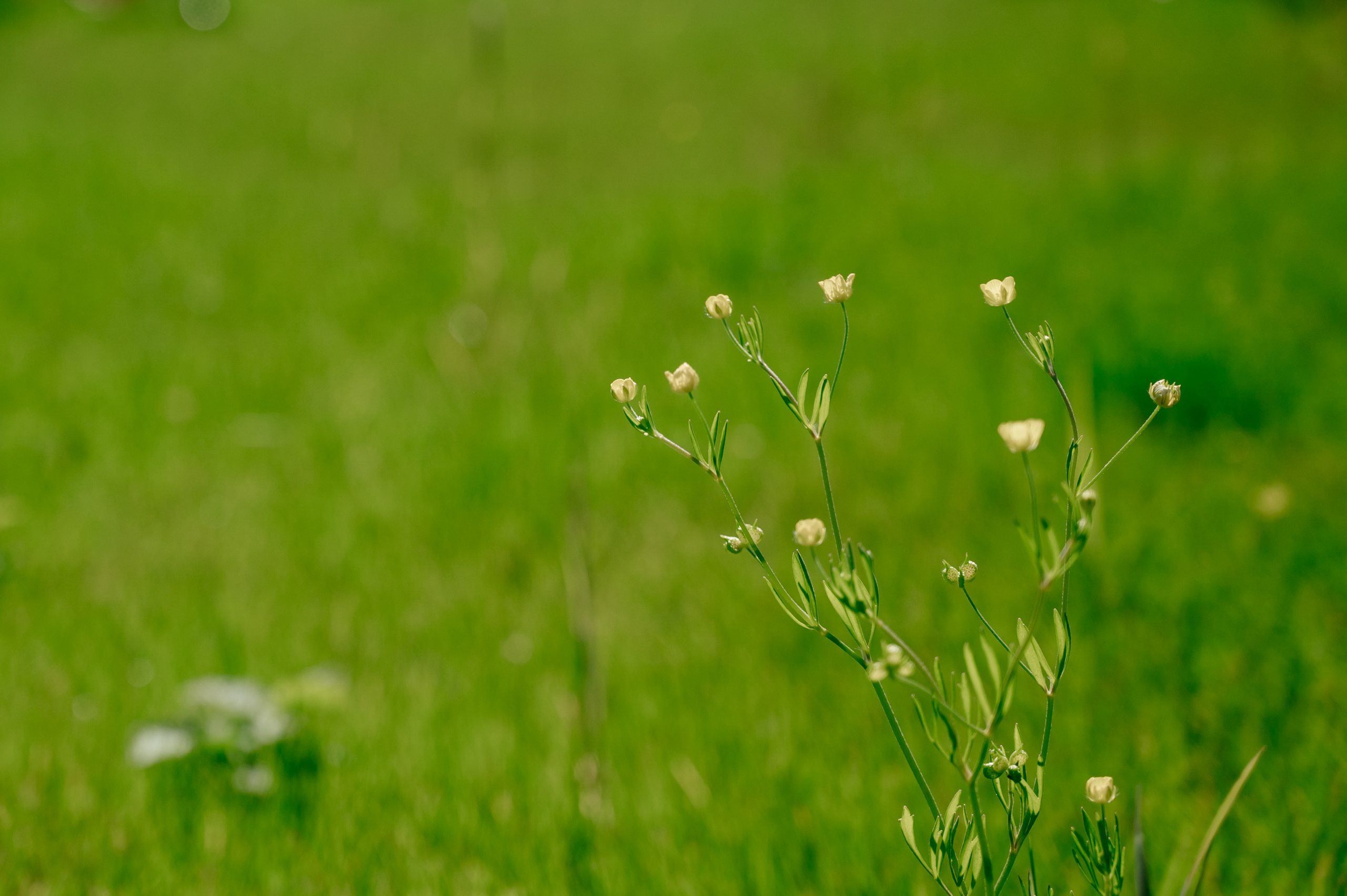 NEOROOM SERVICE. Свадебный и семейный фотограф в Сочи Никита Пищов