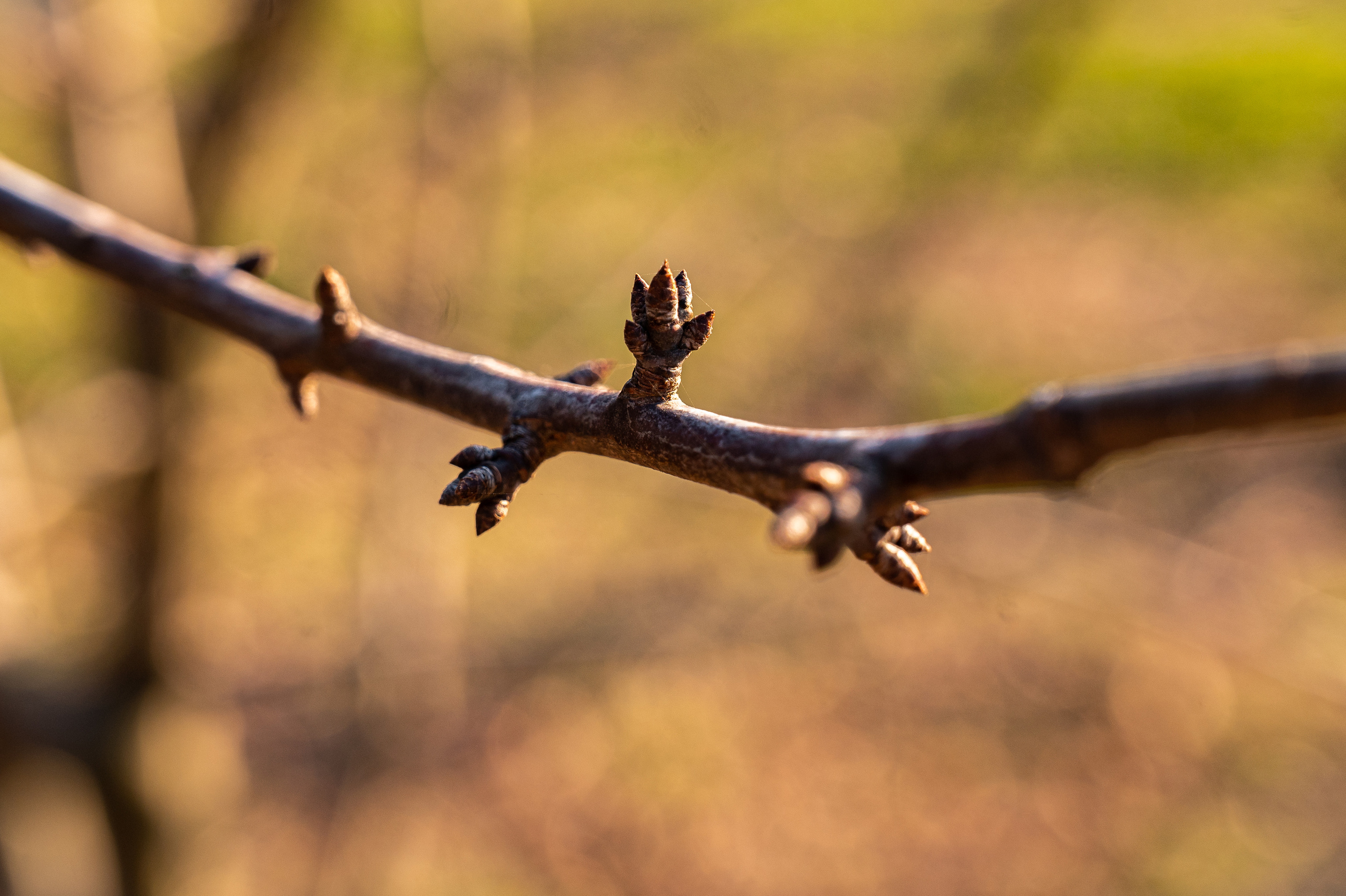 Экстерьер. Свадебный и семейный фотограф в Сочи Никита Пищов