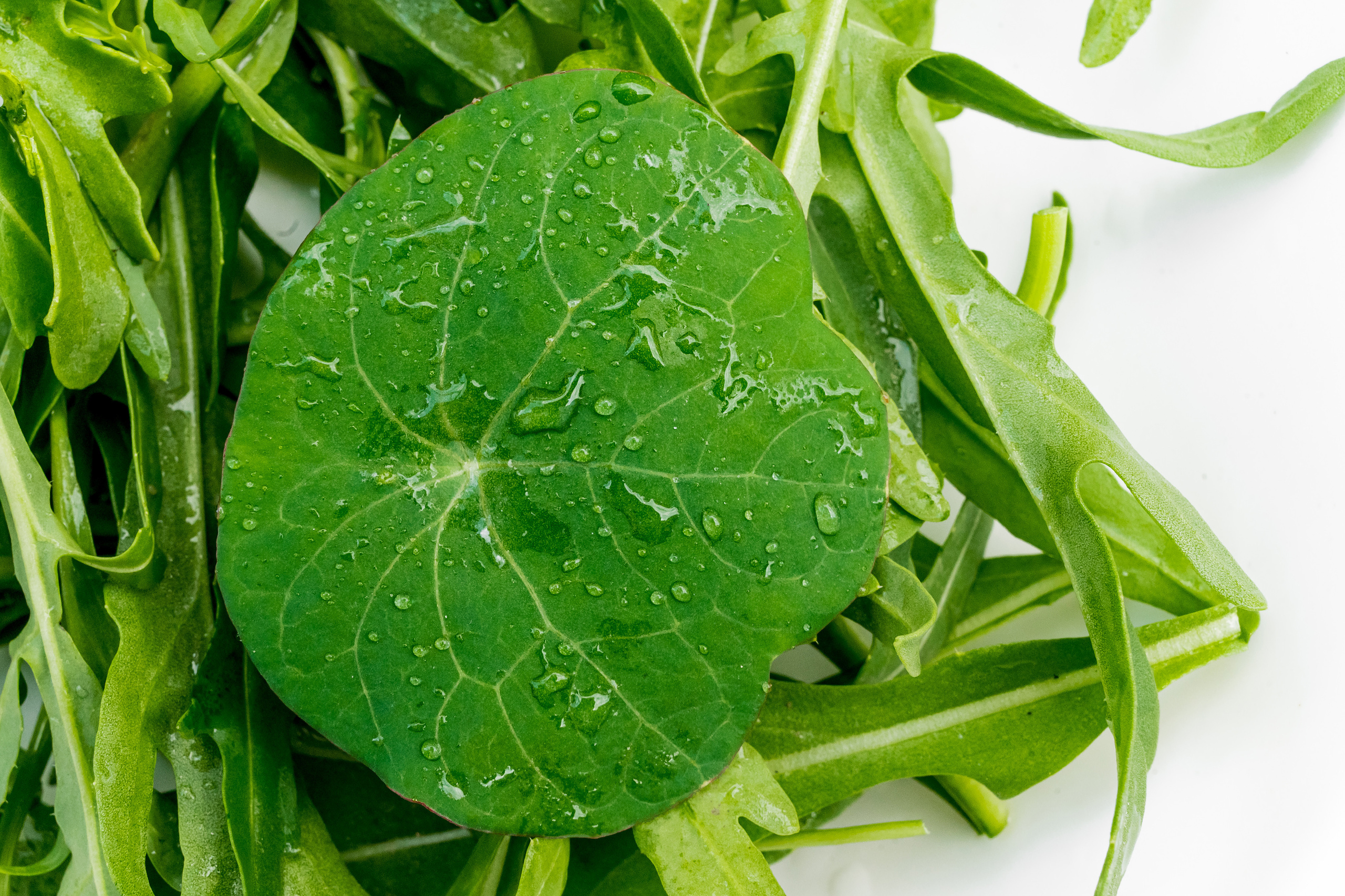 Trattoria540. Свадебный и семейный фотограф в Сочи Никита Пищов