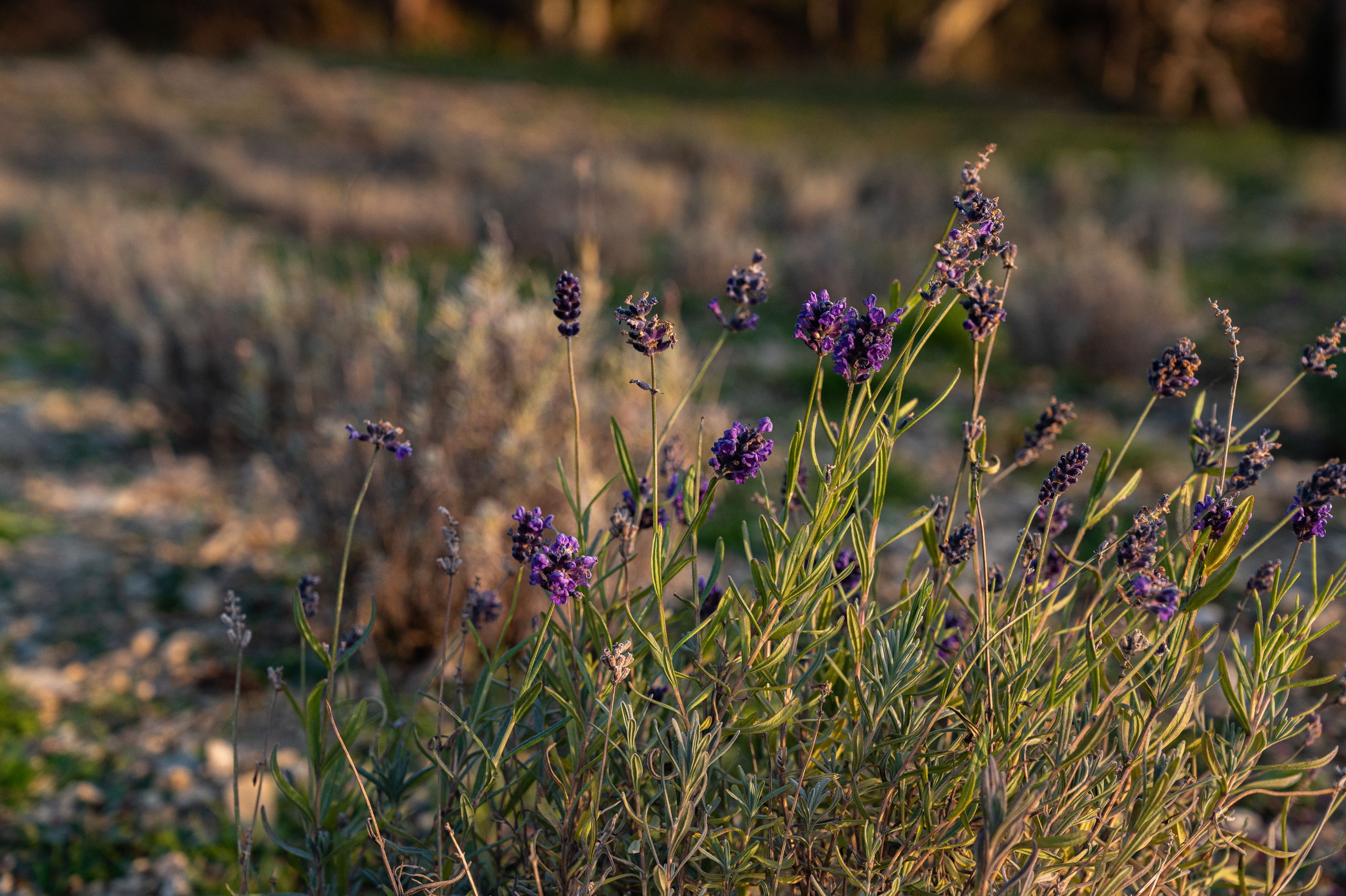 Экстерьер. Свадебный и семейный фотограф в Сочи Никита Пищов