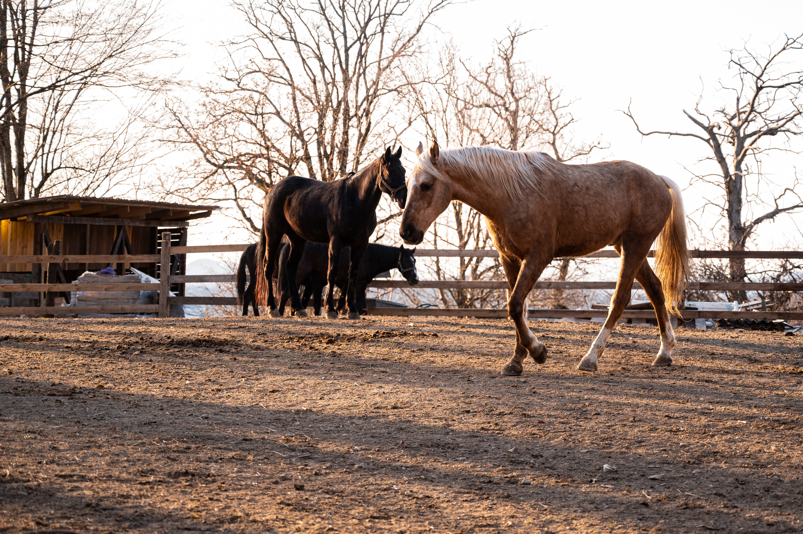 Экстерьер. Свадебный и семейный фотограф в Сочи Никита Пищов