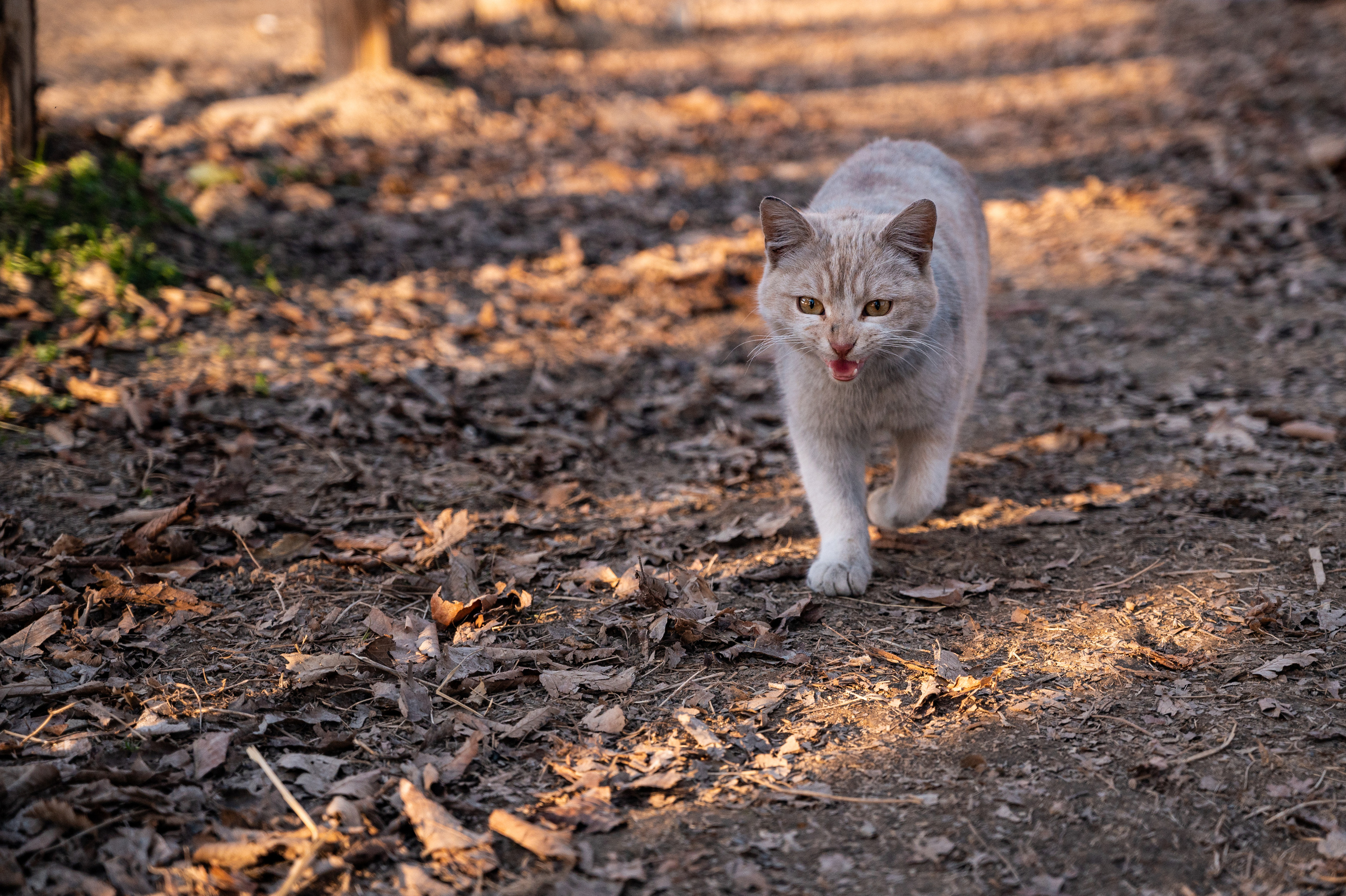 Экстерьер. Свадебный и семейный фотограф в Сочи Никита Пищов