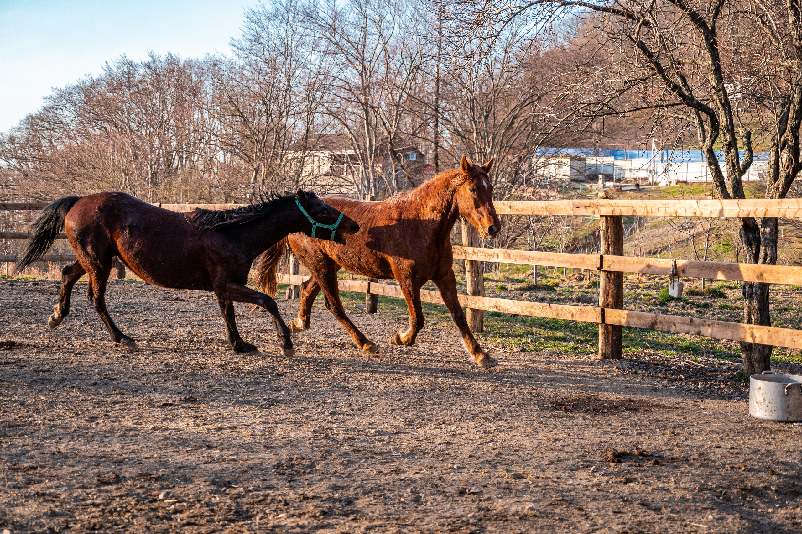 Экстерьер. Свадебный и семейный фотограф в Сочи Никита Пищов
