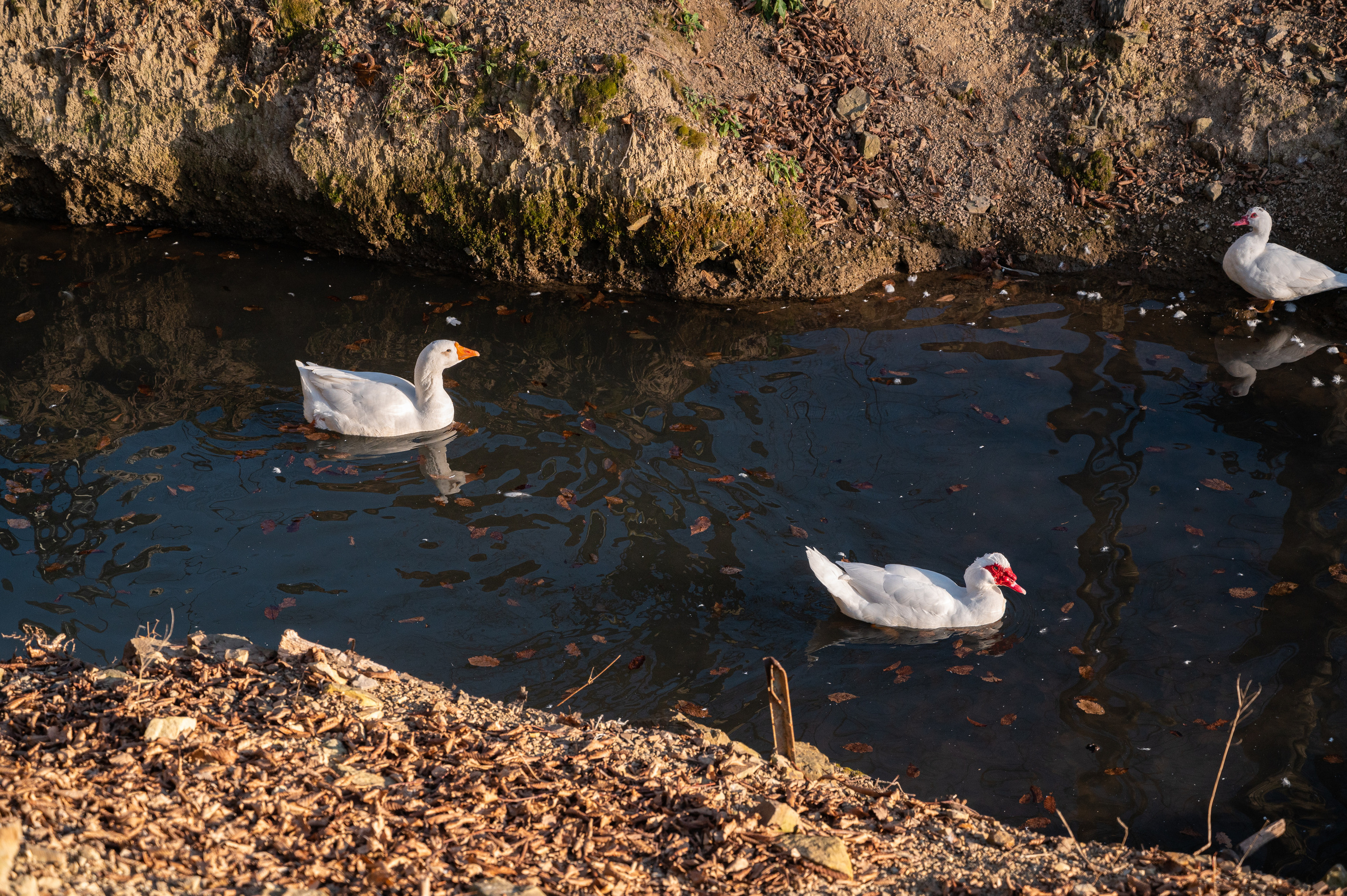 Экстерьер. Свадебный и семейный фотограф в Сочи Никита Пищов