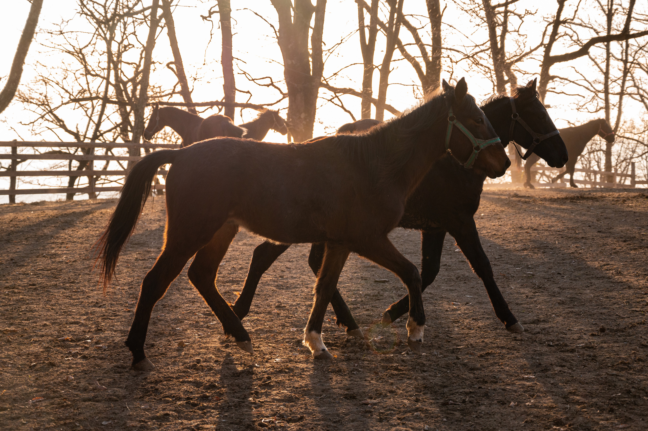 Экстерьер. Свадебный и семейный фотограф в Сочи Никита Пищов