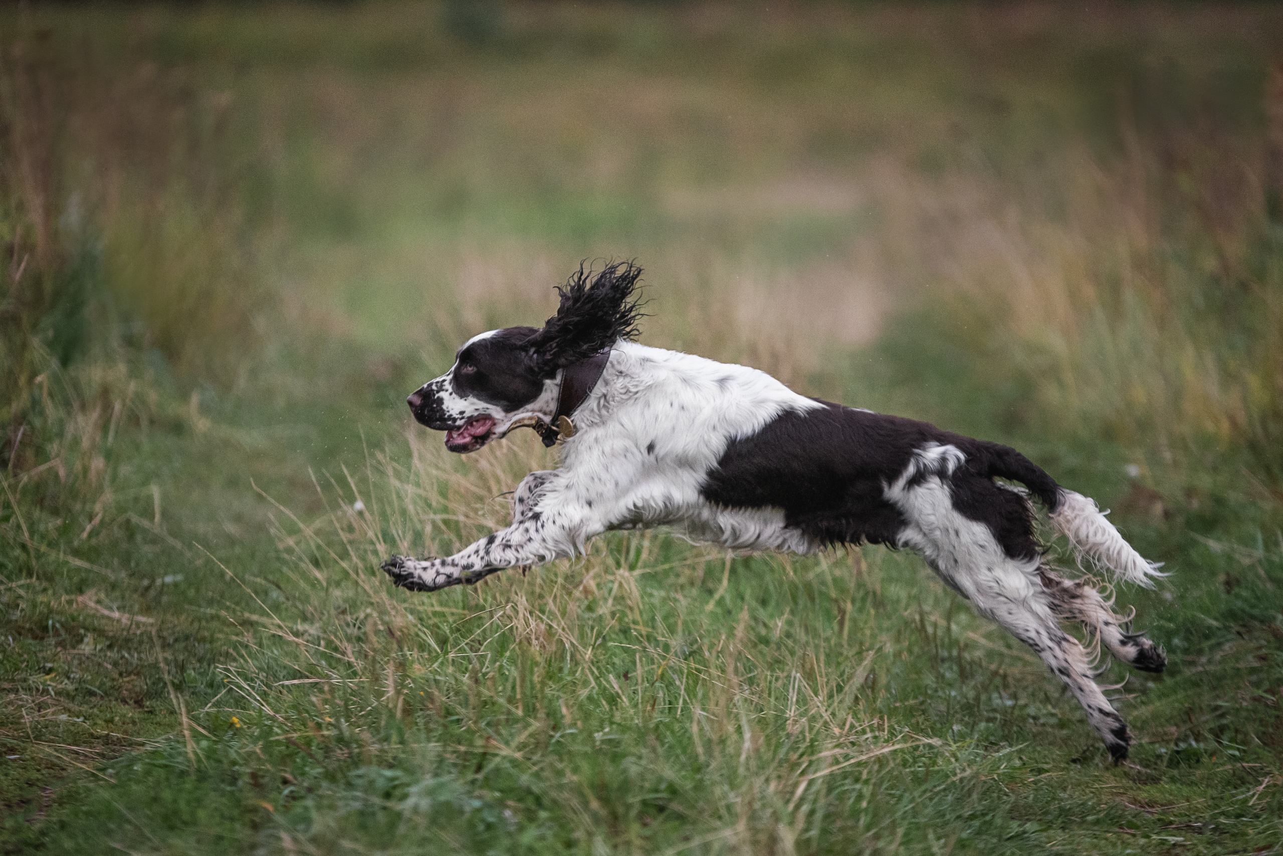 Леся и Веста. Мотофотограф в Нижнем Новгороде Динара Зуйкова