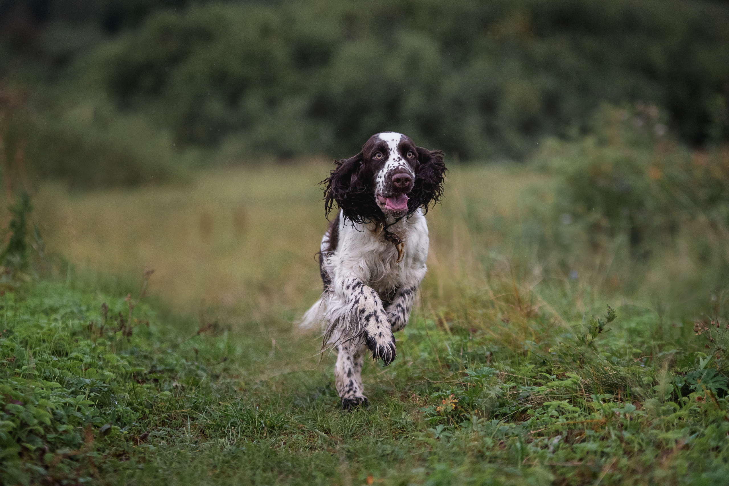 Леся и Веста. Мотофотограф в Нижнем Новгороде Динара Зуйкова