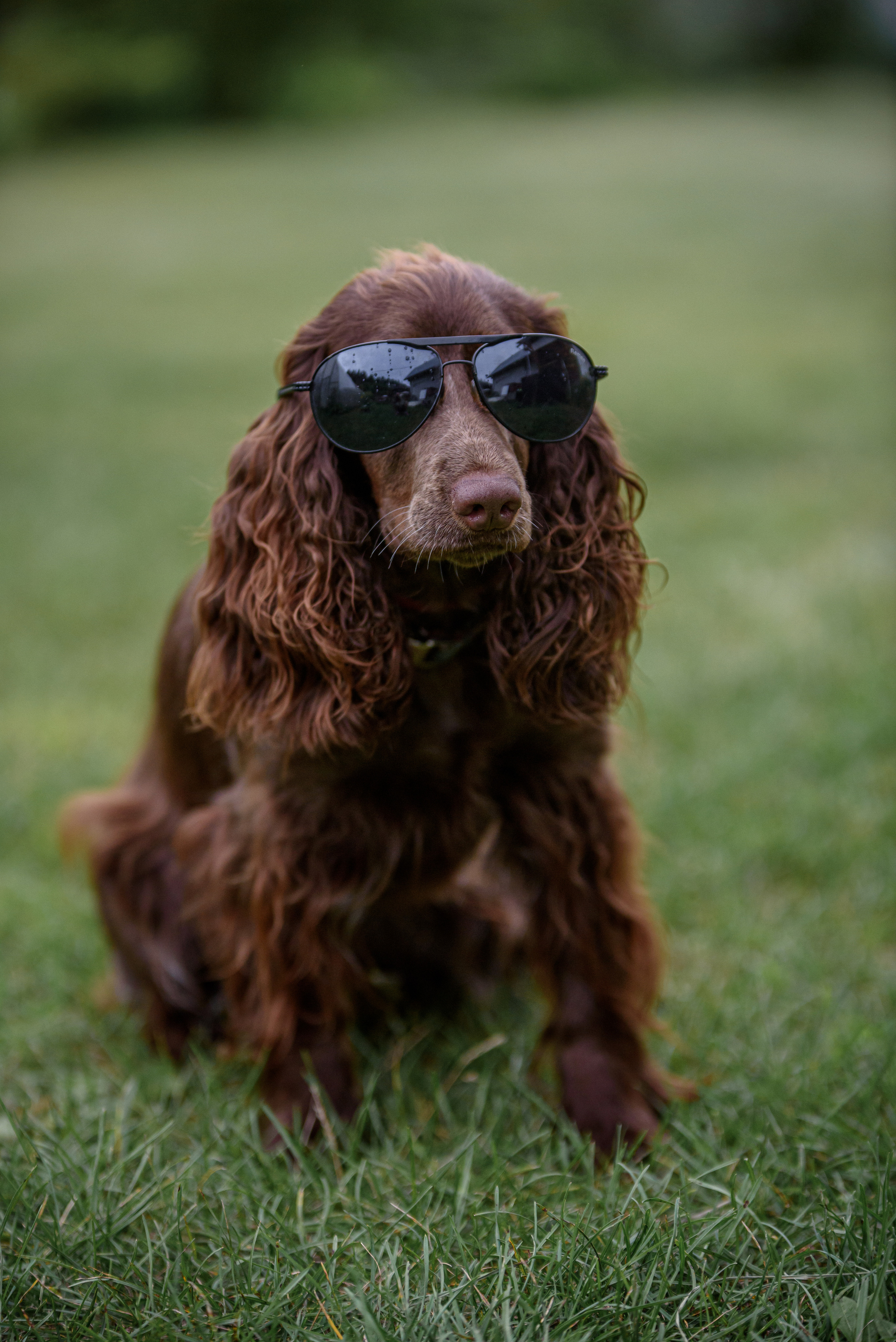 Собаки. Мотофотограф в Нижнем Новгороде Динара Зуйкова